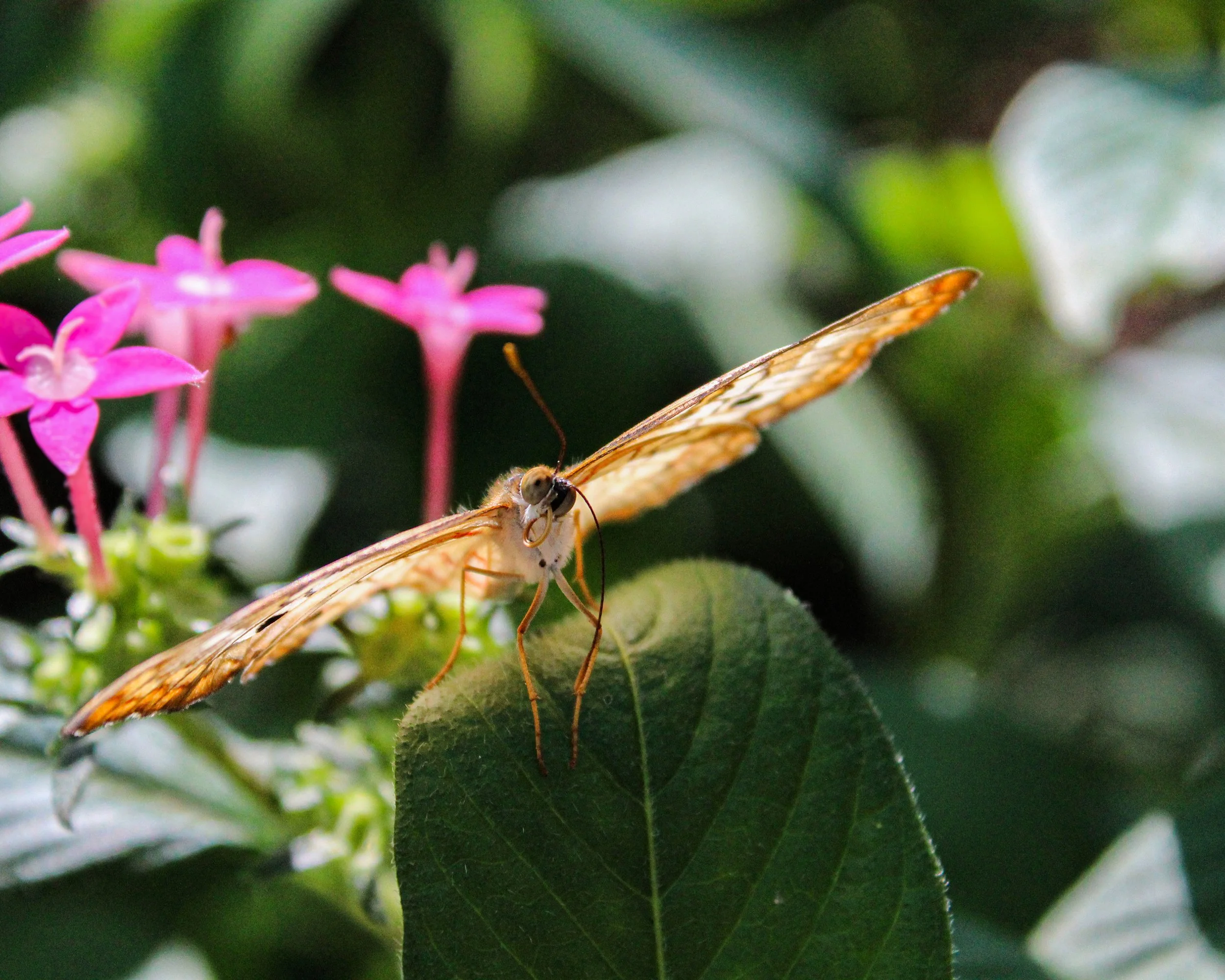 0001-nevaeh-insect8x10.jpg
