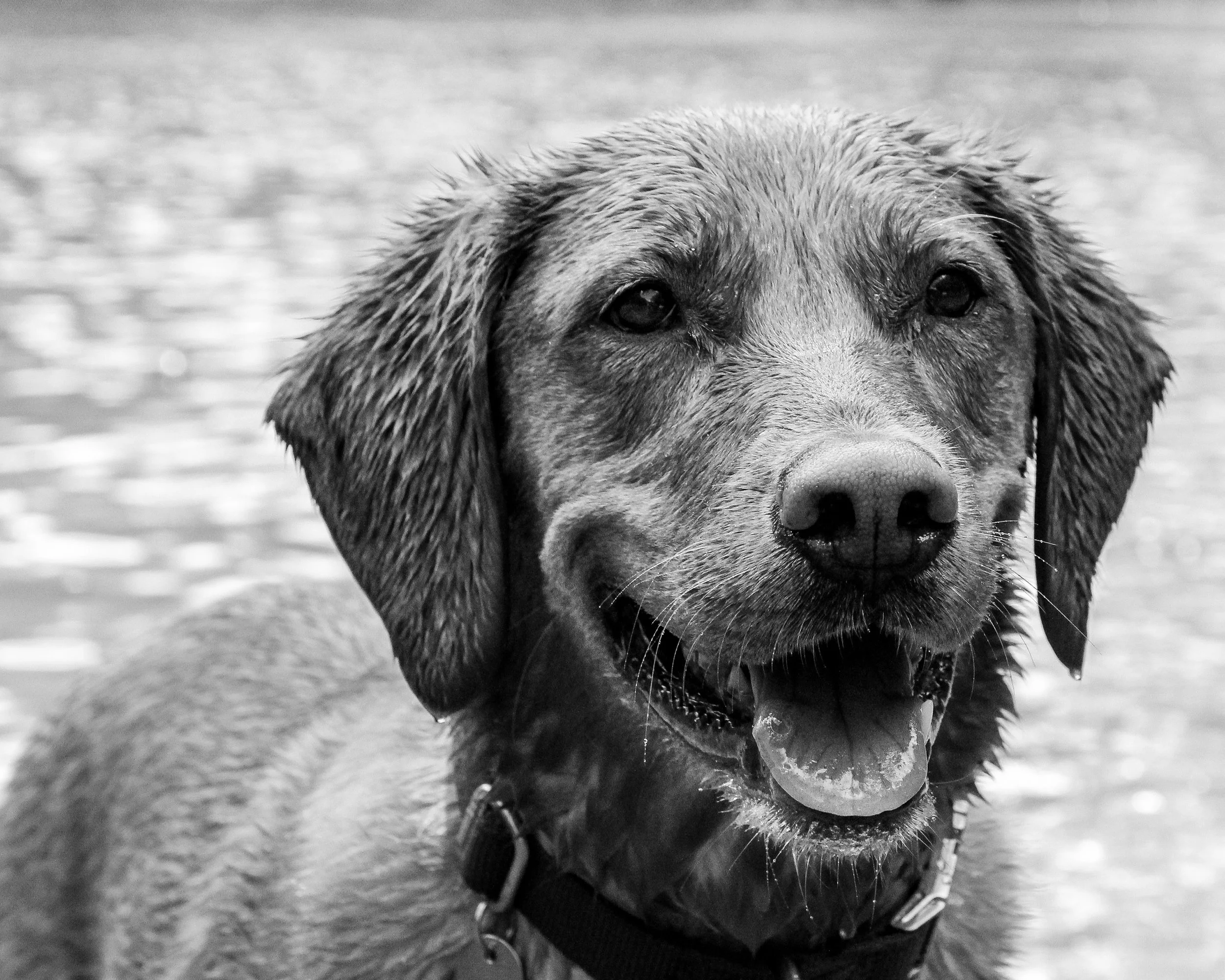 0020-nevaeh-animal8x10.jpg