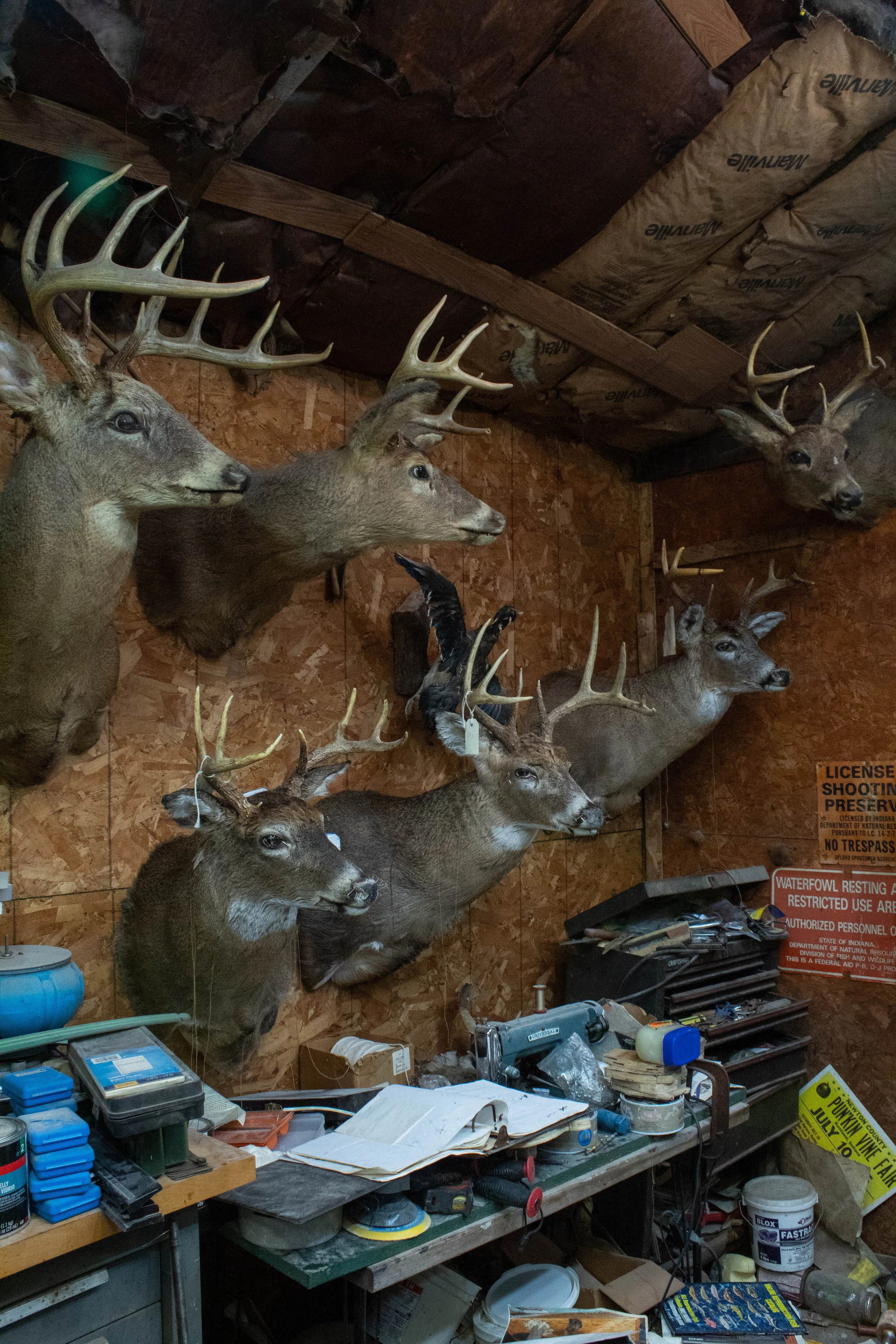 Ohlund_Taxidermy_18.jpg