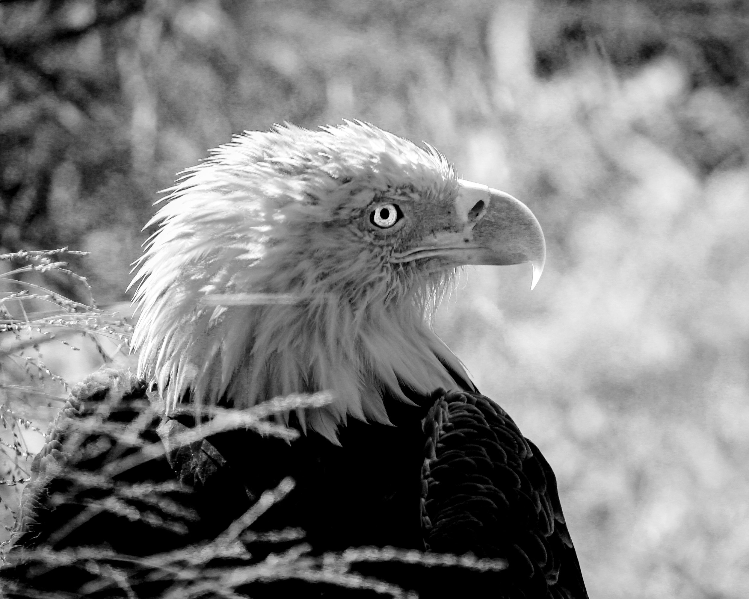 0018-nevaeh-animal8x10.jpg