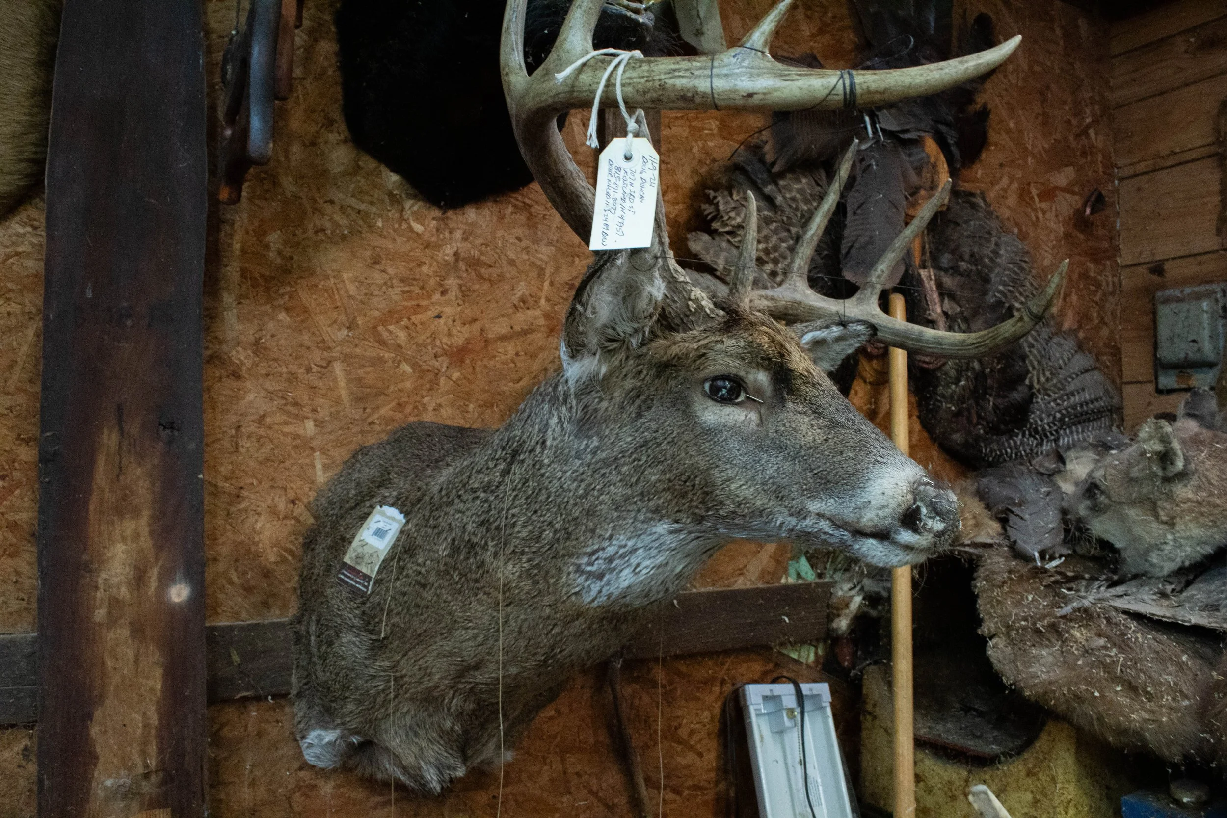 Ohlund_Taxidermy_07.jpg