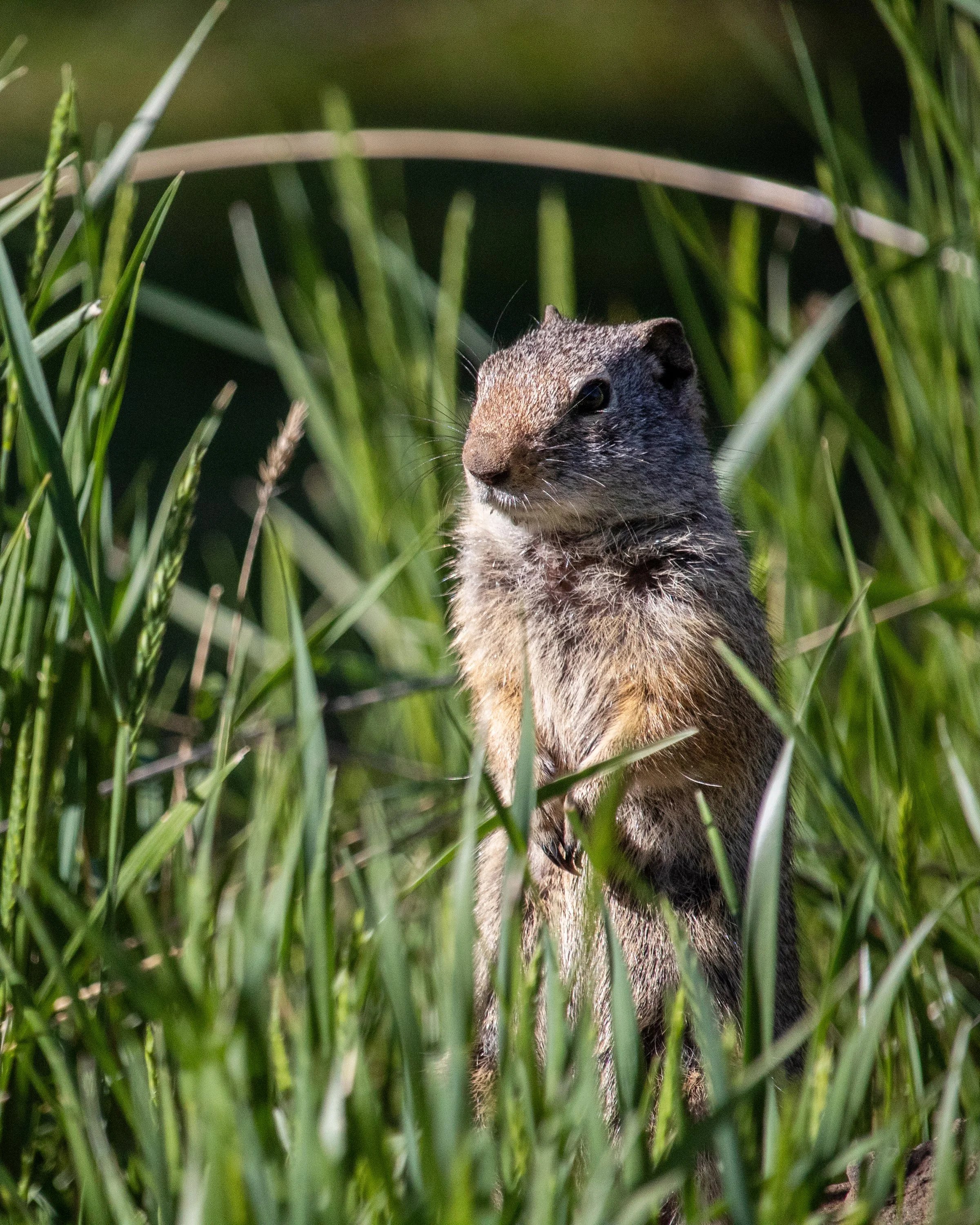 0011-nevaeh-animal8x10.jpg