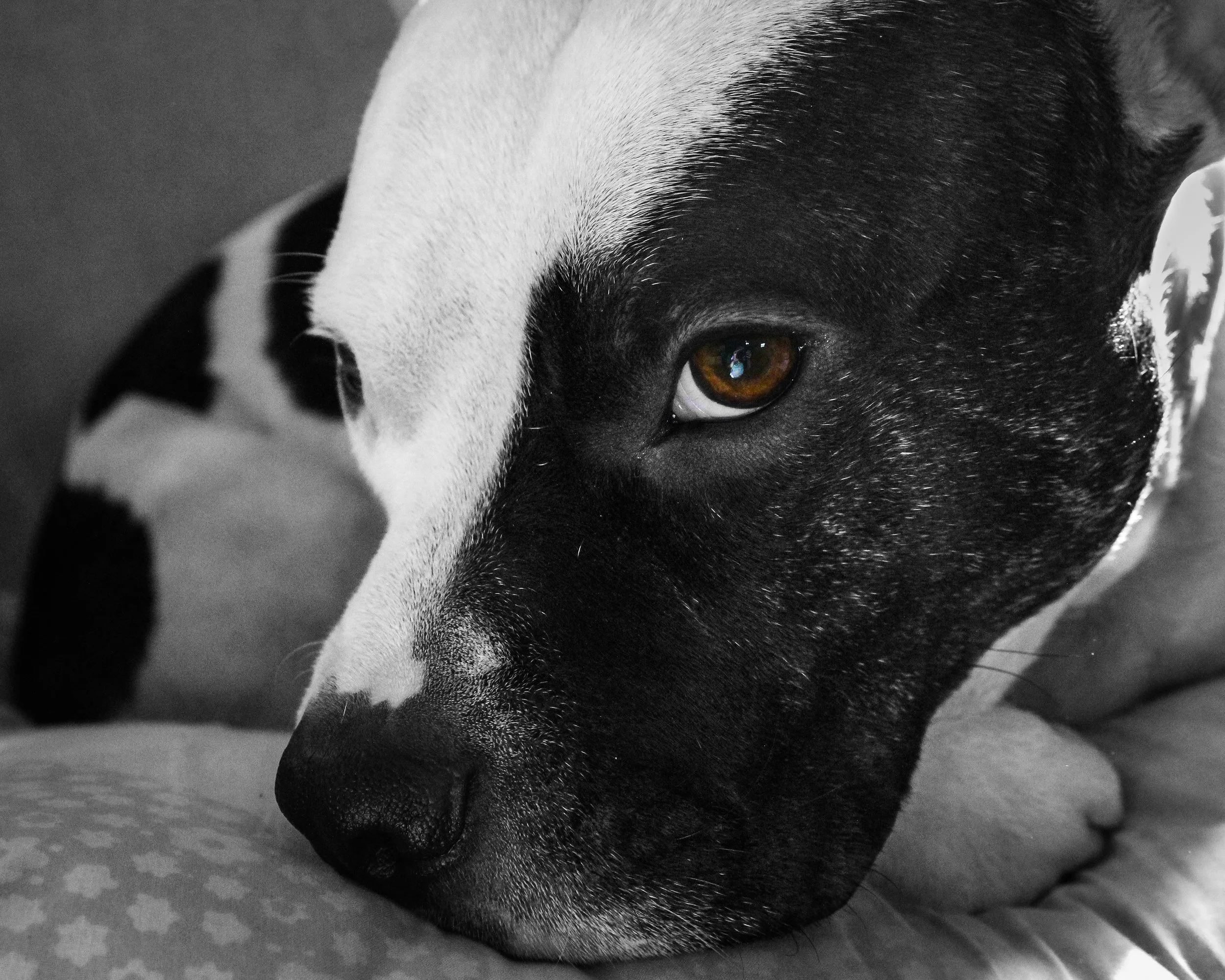 0021-nevaeh-animal8x10.jpg