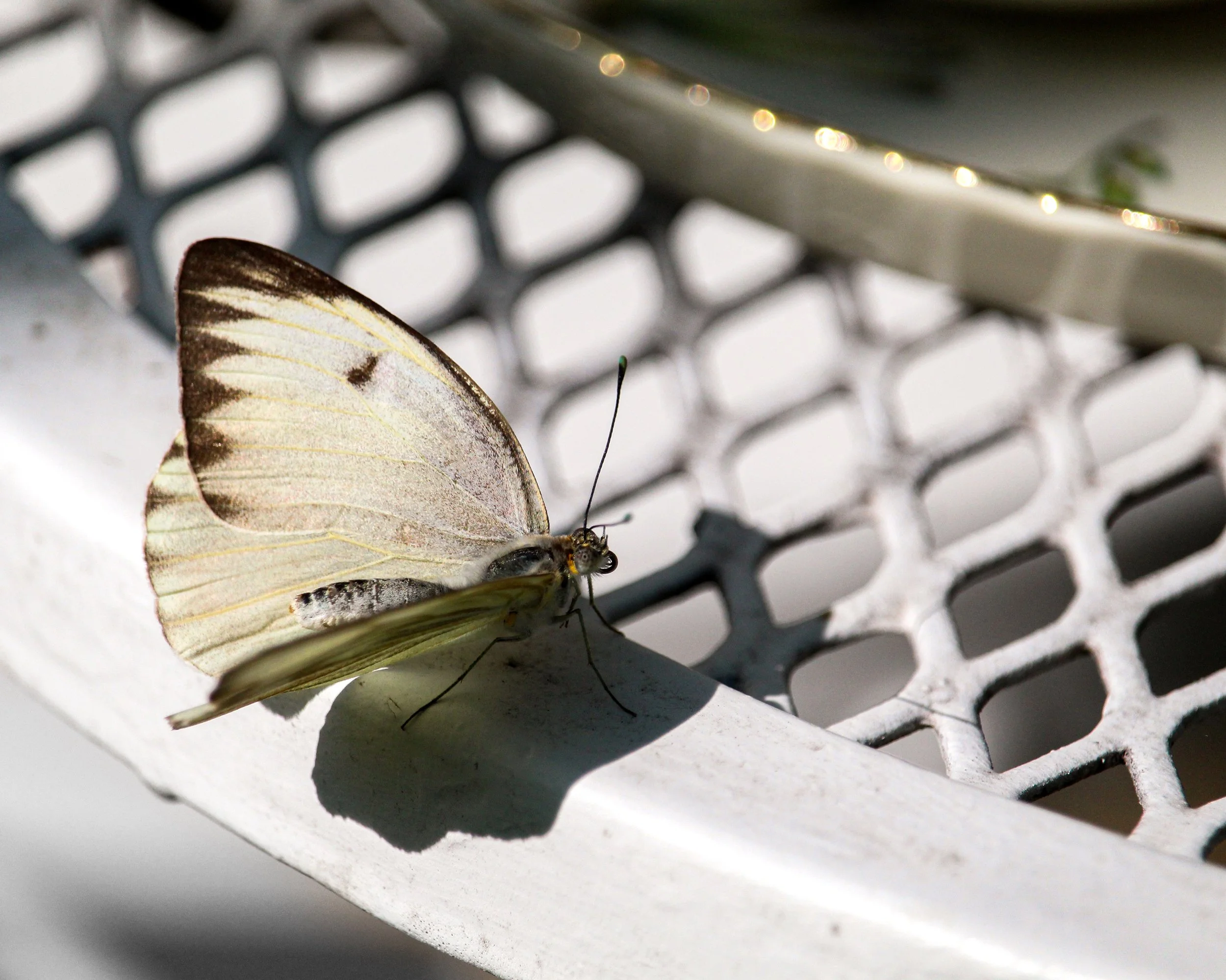 0004-nevaeh-insect8x10.jpg