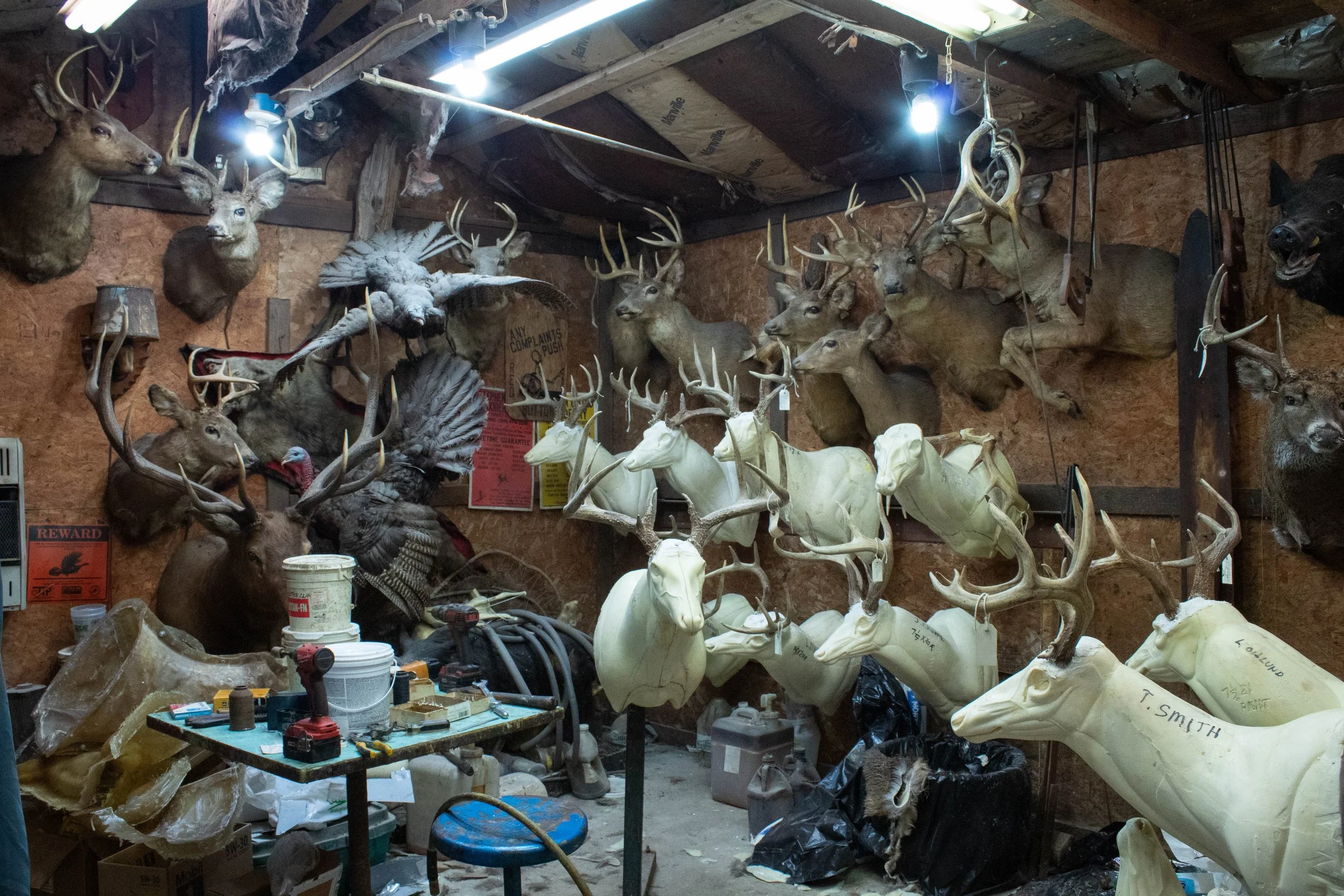Ohlund_Taxidermy_17.jpg