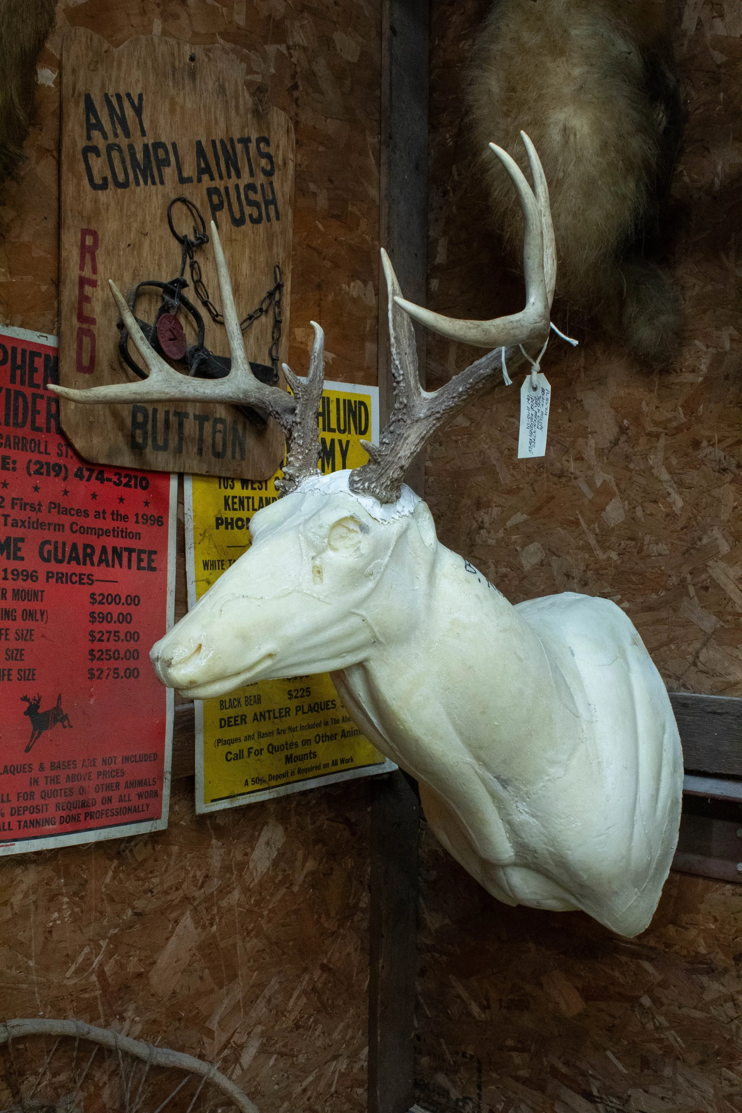 Ohlund_Taxidermy_15.jpg