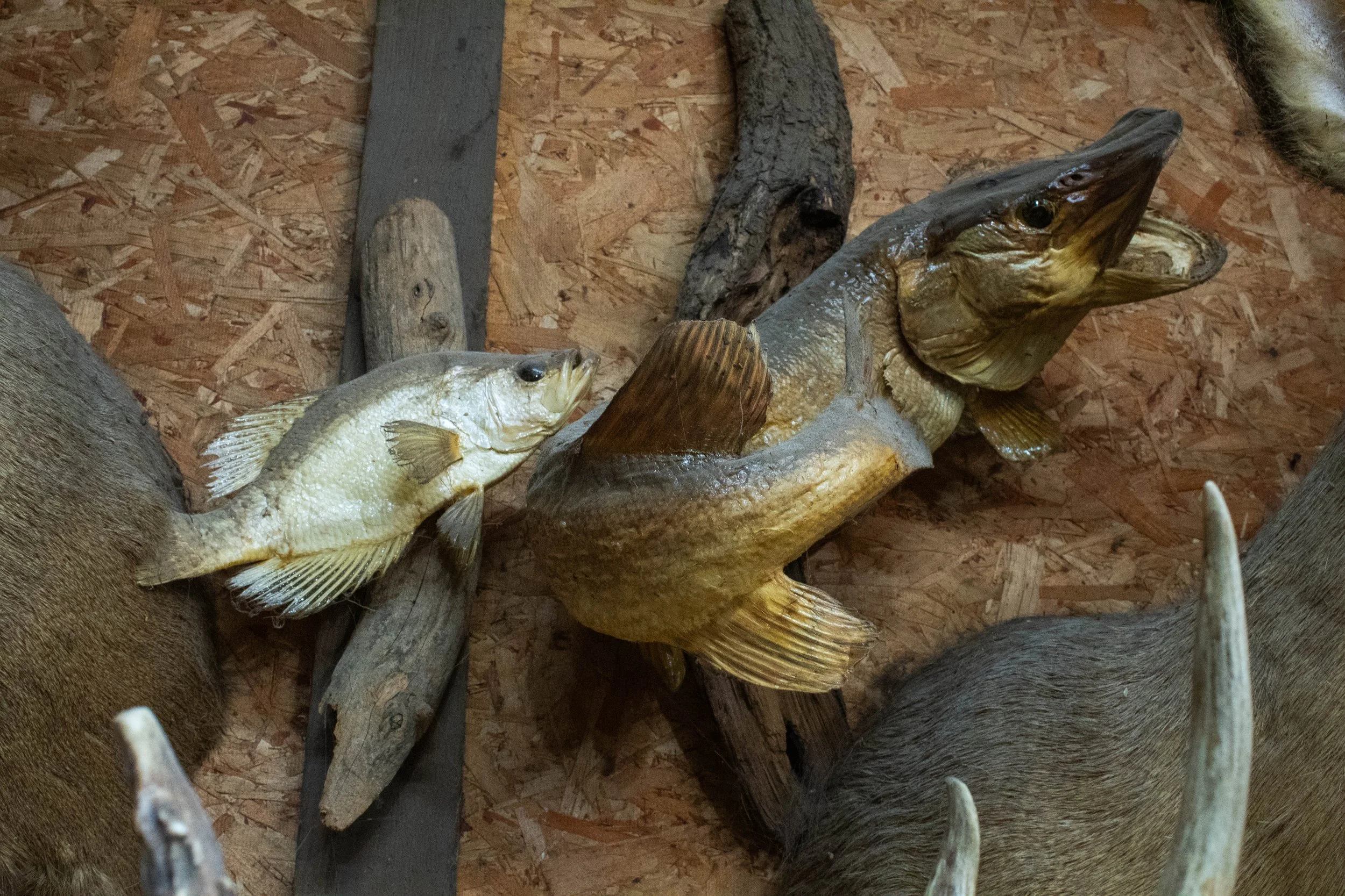 Ohlund_Taxidermy_13.jpg
