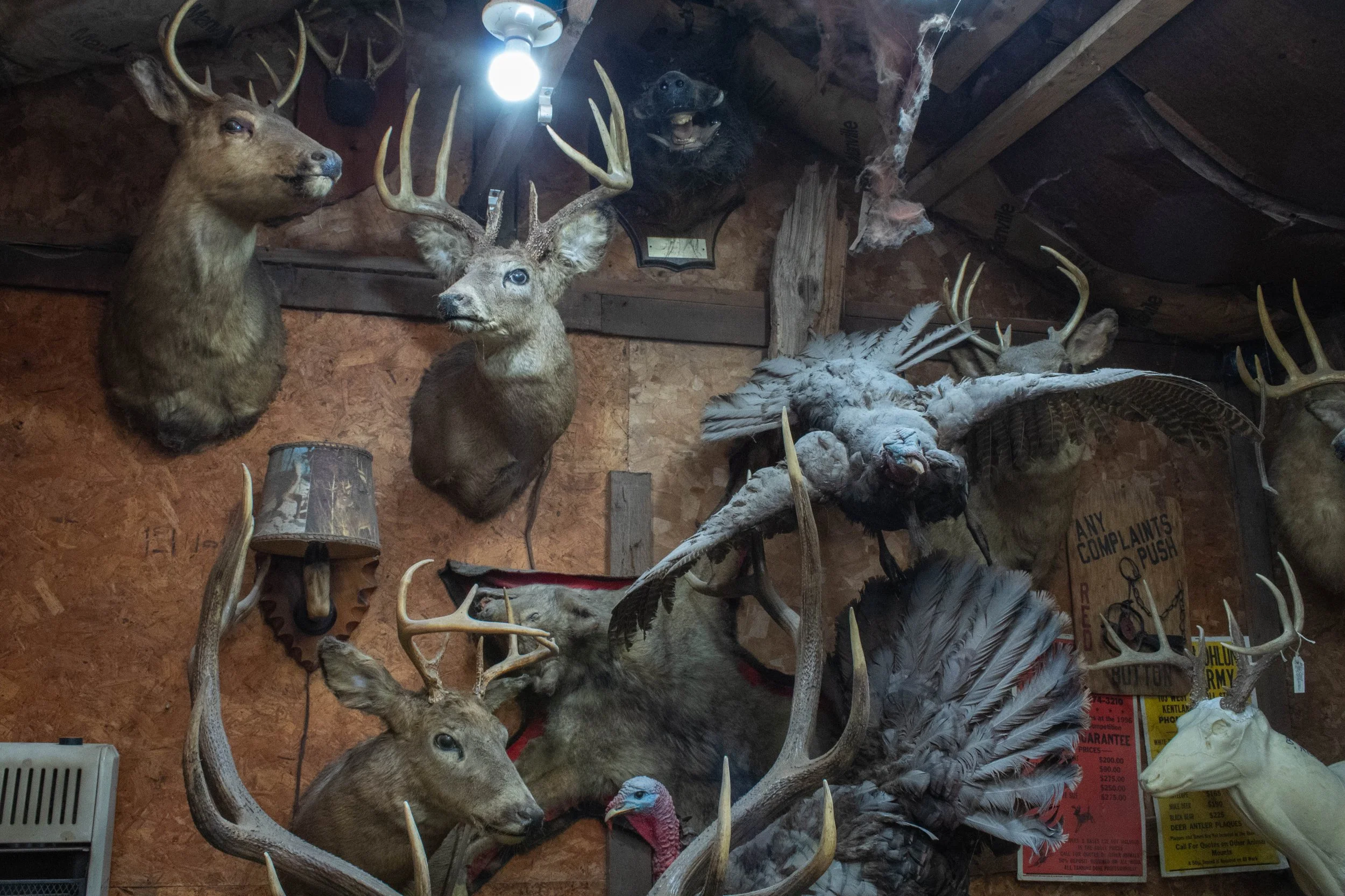 Ohlund_Taxidermy_03.jpg