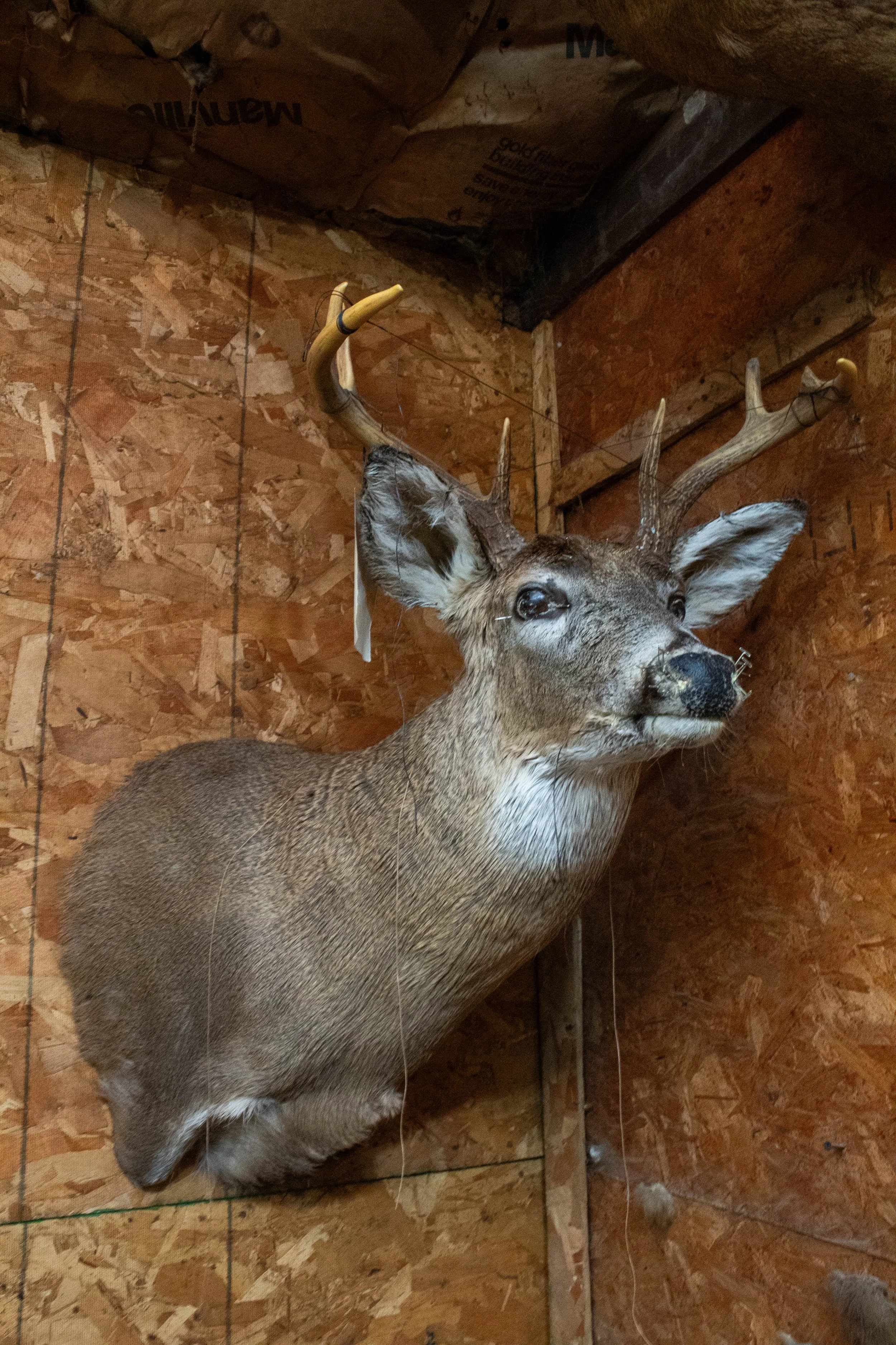 Ohlund_Taxidermy_14.jpg