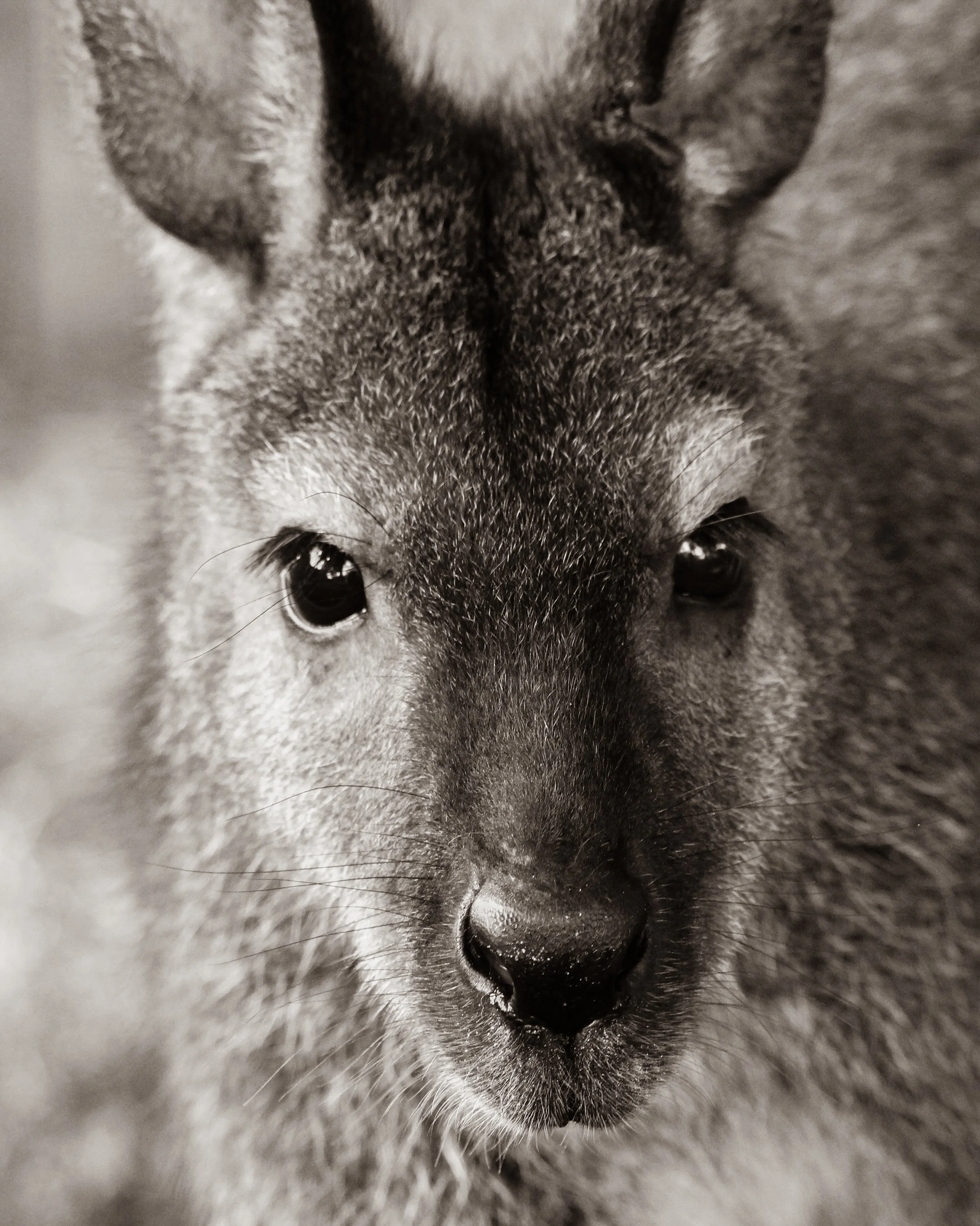 0017-nevaeh-animal8x10.jpg