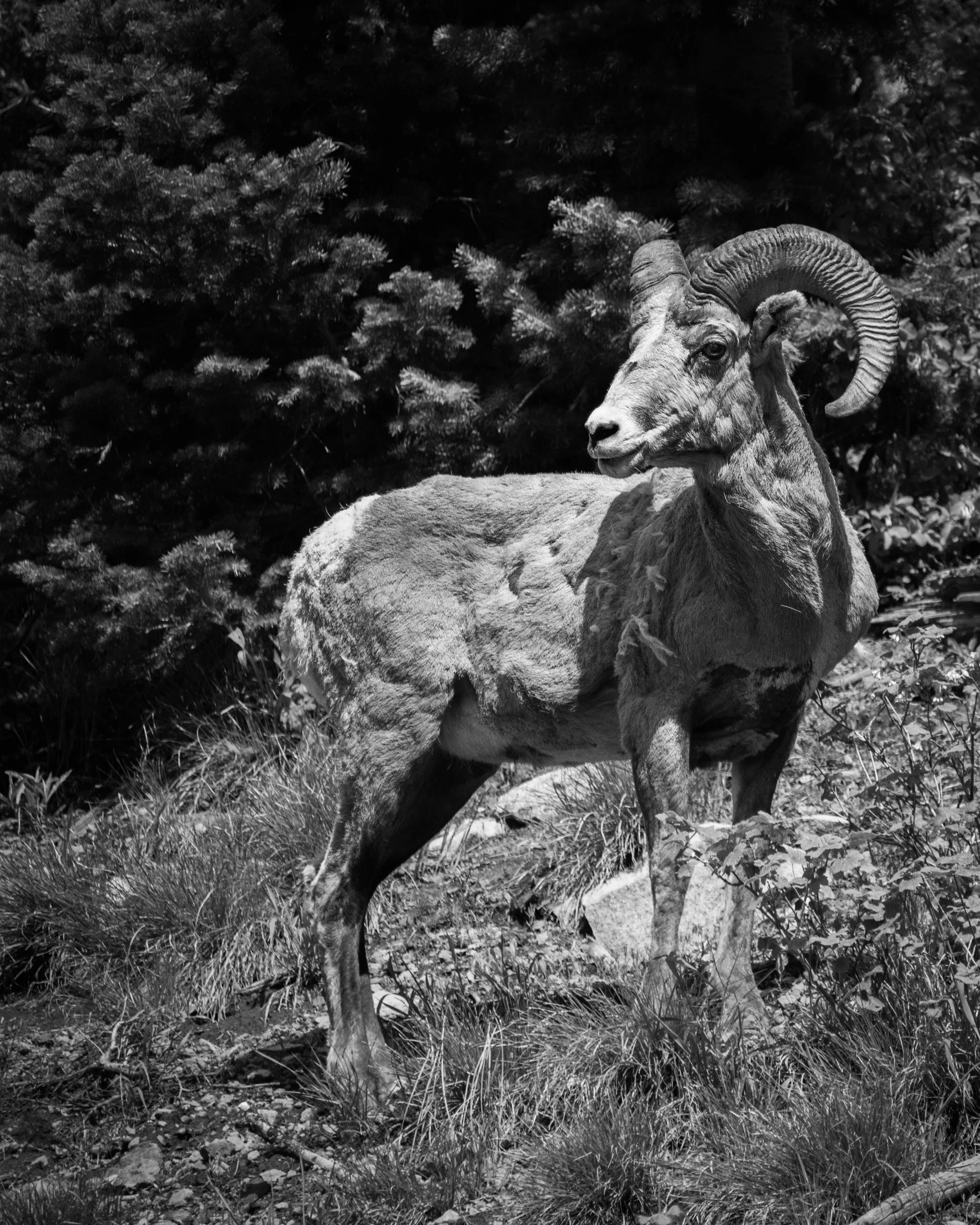 0014-nevaeh-animal8x10.jpg