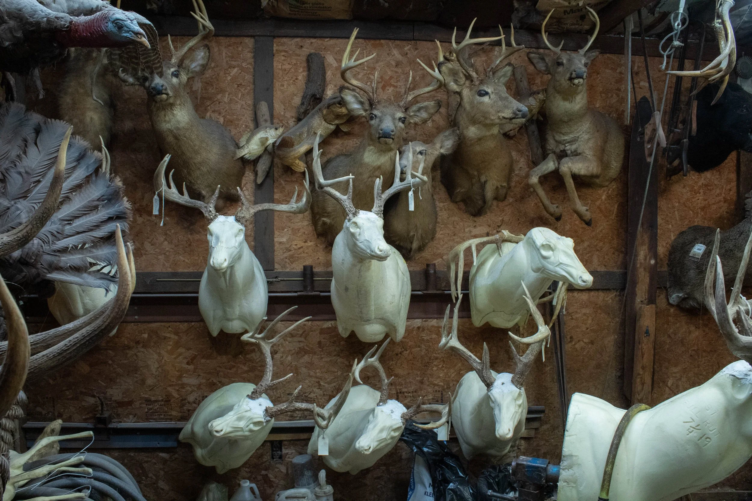 Ohlund_Taxidermy_12.jpg