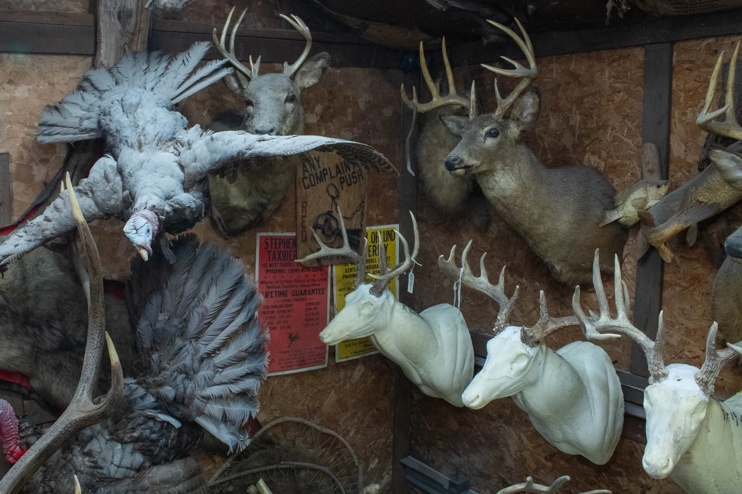 Ohlund_Taxidermy_05.jpg