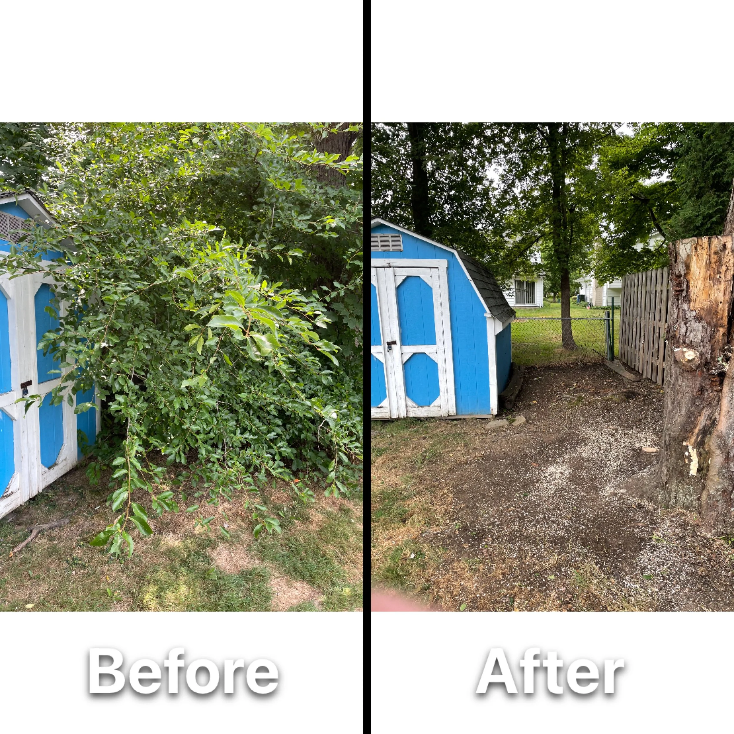 Side-by-side of a backyard scene showing a blue shed with a black roof. The left side shows overgrown branches and dense greenery covering part of the shed. The right side shows the same area after trimming, with a clear space, visible ground, and th