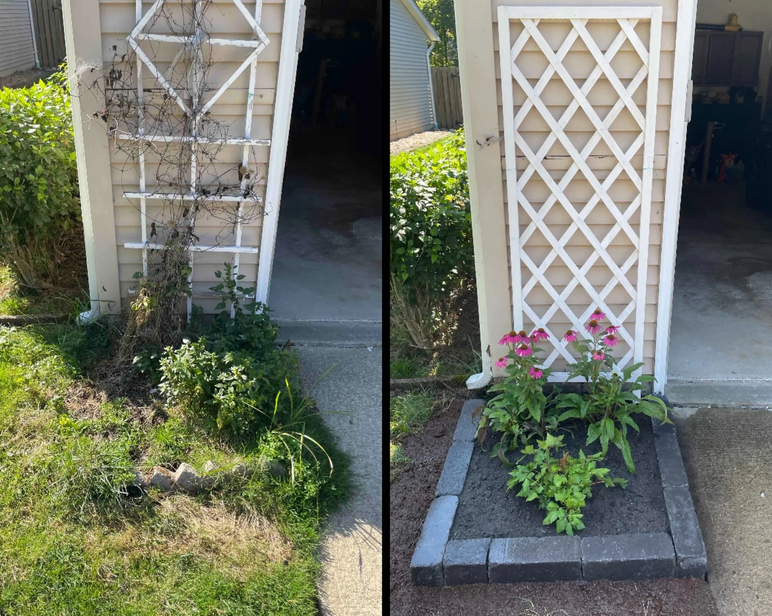 Comparison of two garden sections with white lattice behind a shed. The left side shows a dried, leafless vine on a lattice structure with overgrown plants and weeds at the base. The right side features a clean, painted lattice with a small flower bed of pink flowering plants bordered by gray bricks, and a shed in the background.