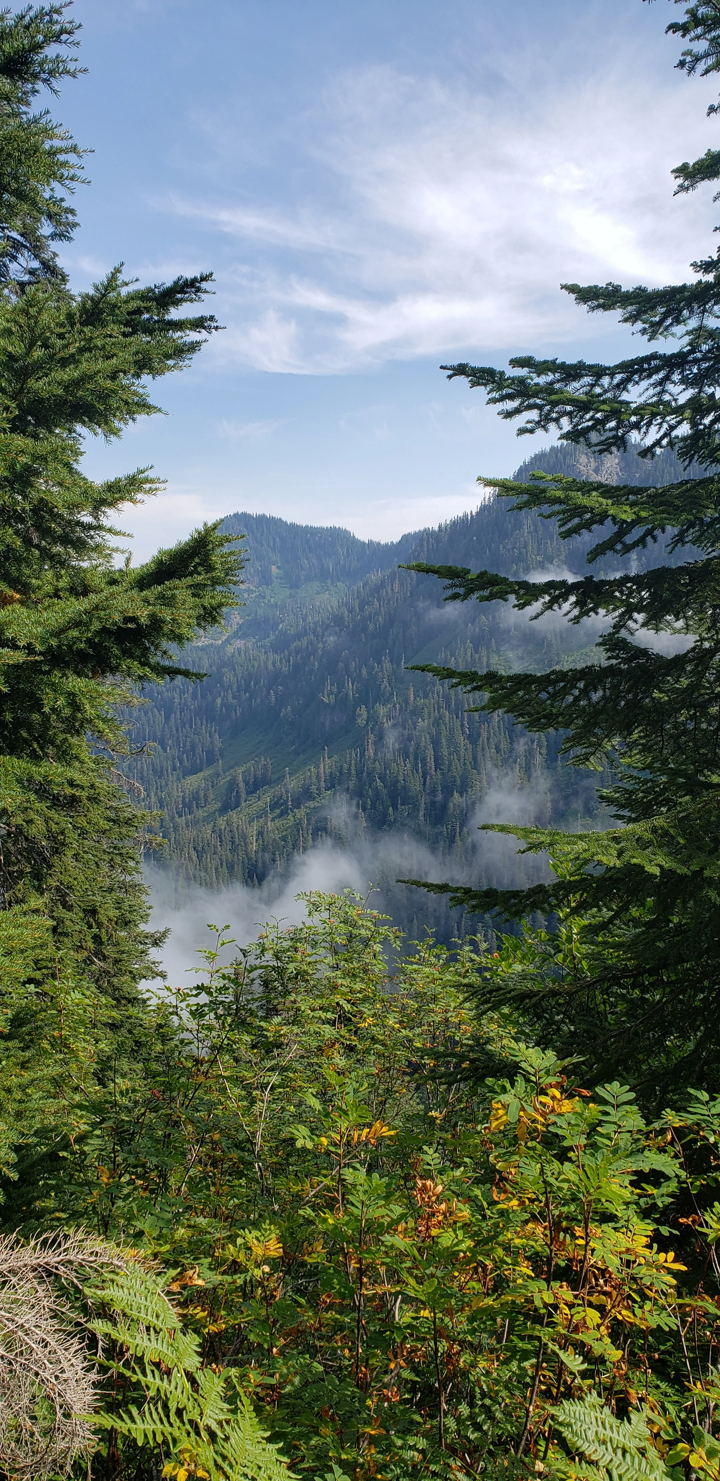 Mountain landscape with evergreen trees, hillside view, and scattered clouds.