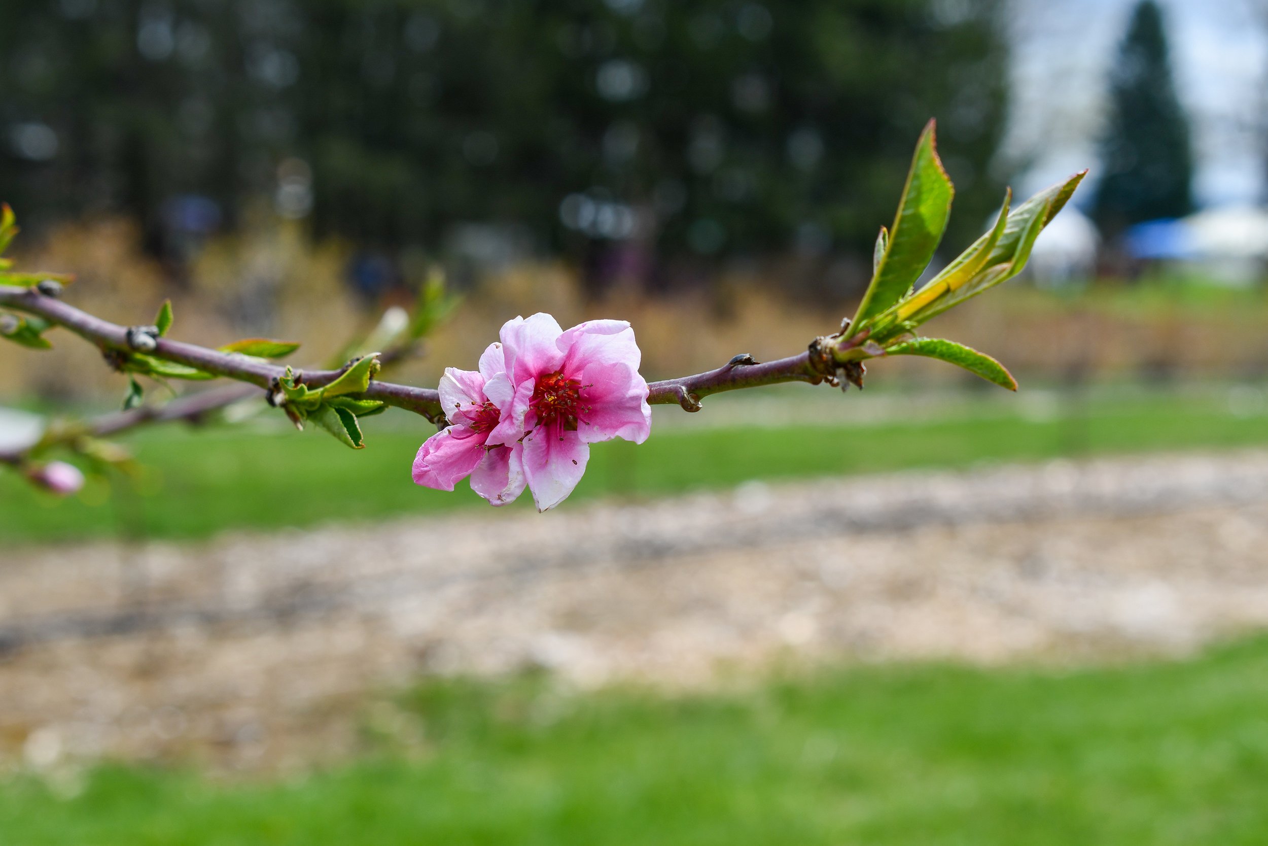 peach blossom.jpg