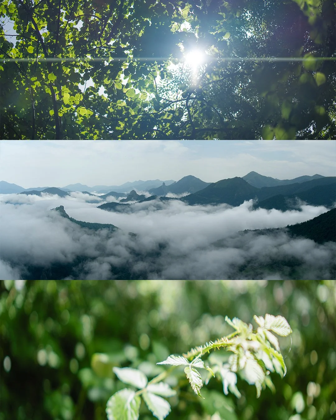 Picos de Europa, junio 2025.