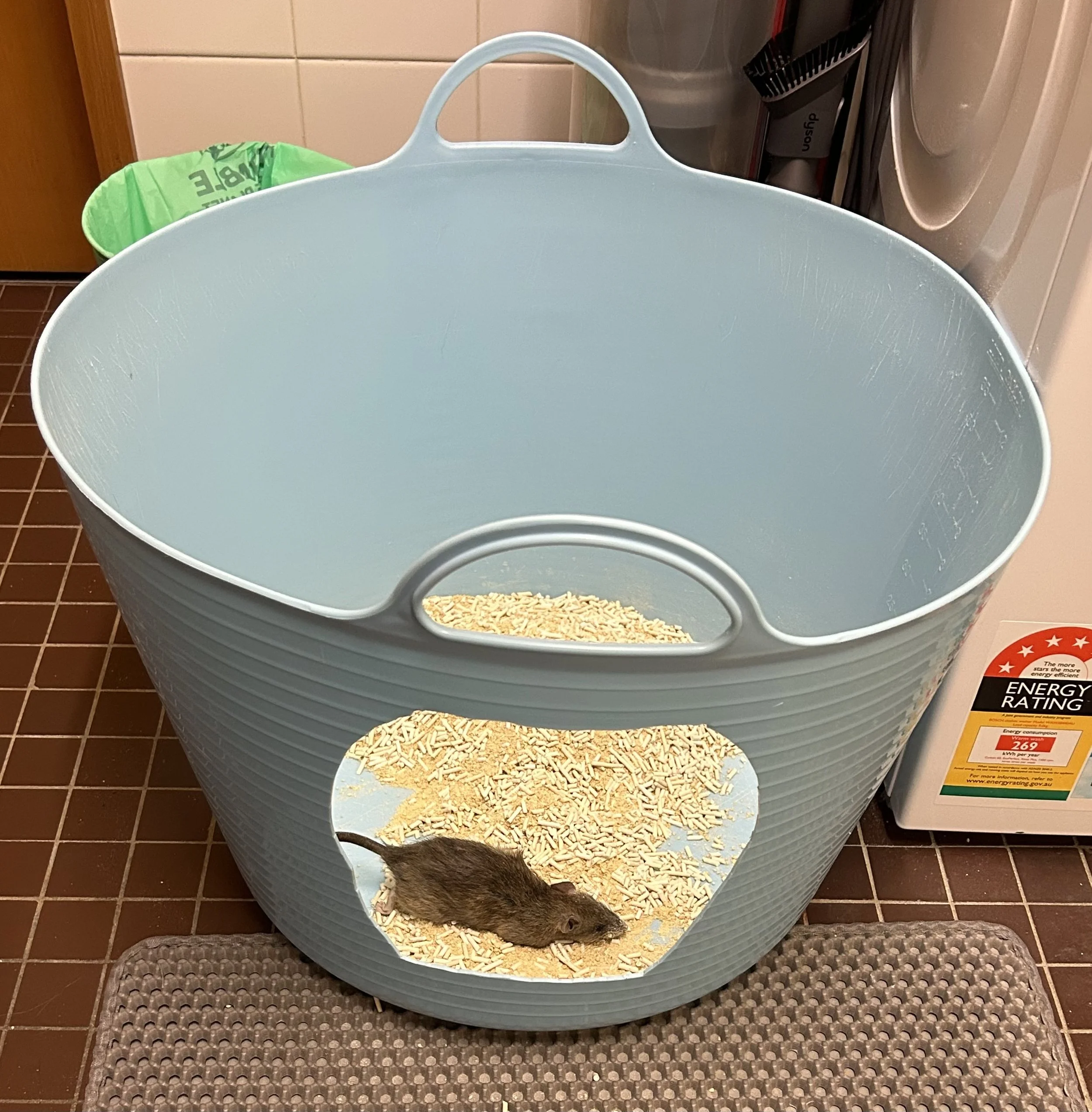 Adventures with my own brain