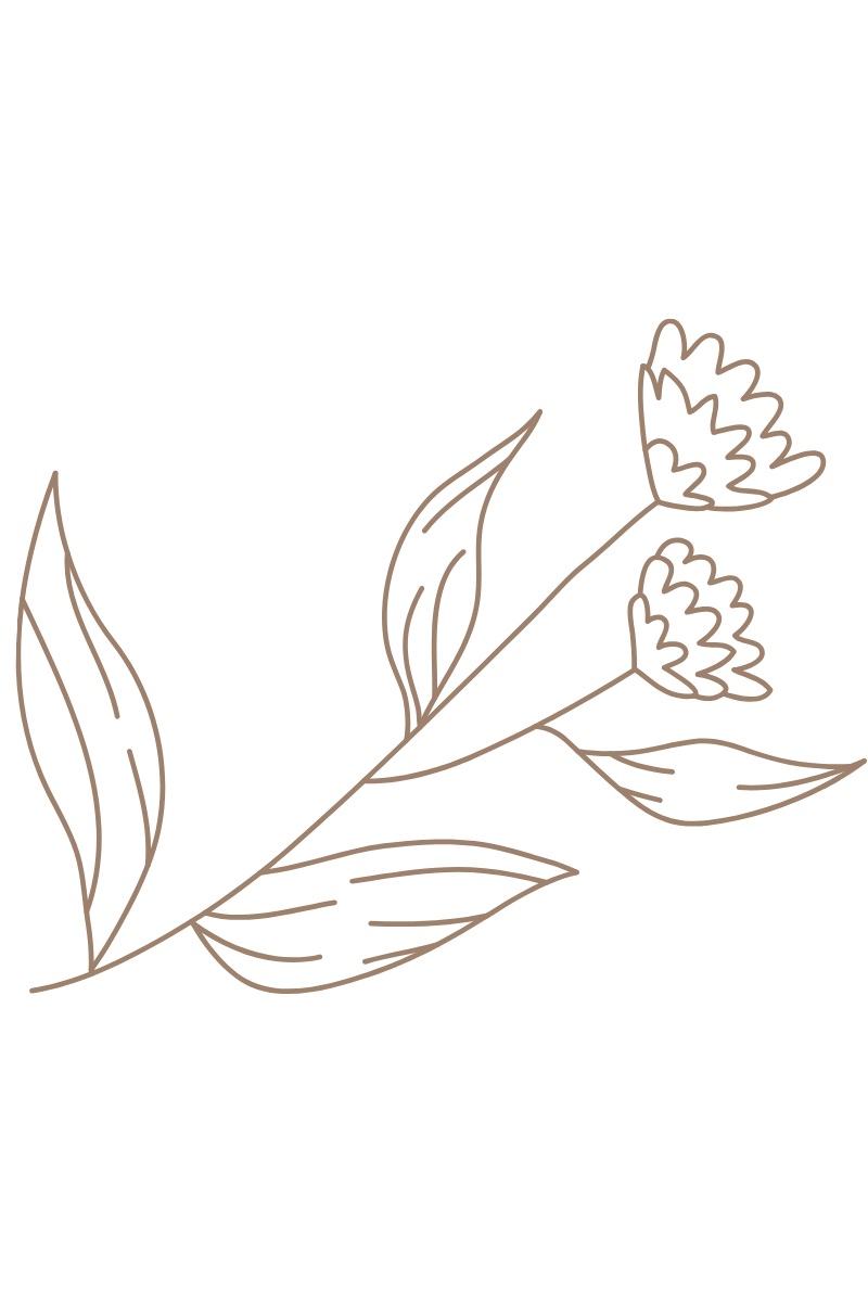 A line drawing of a flowering plant with two flowers, several leaves, on a black background.