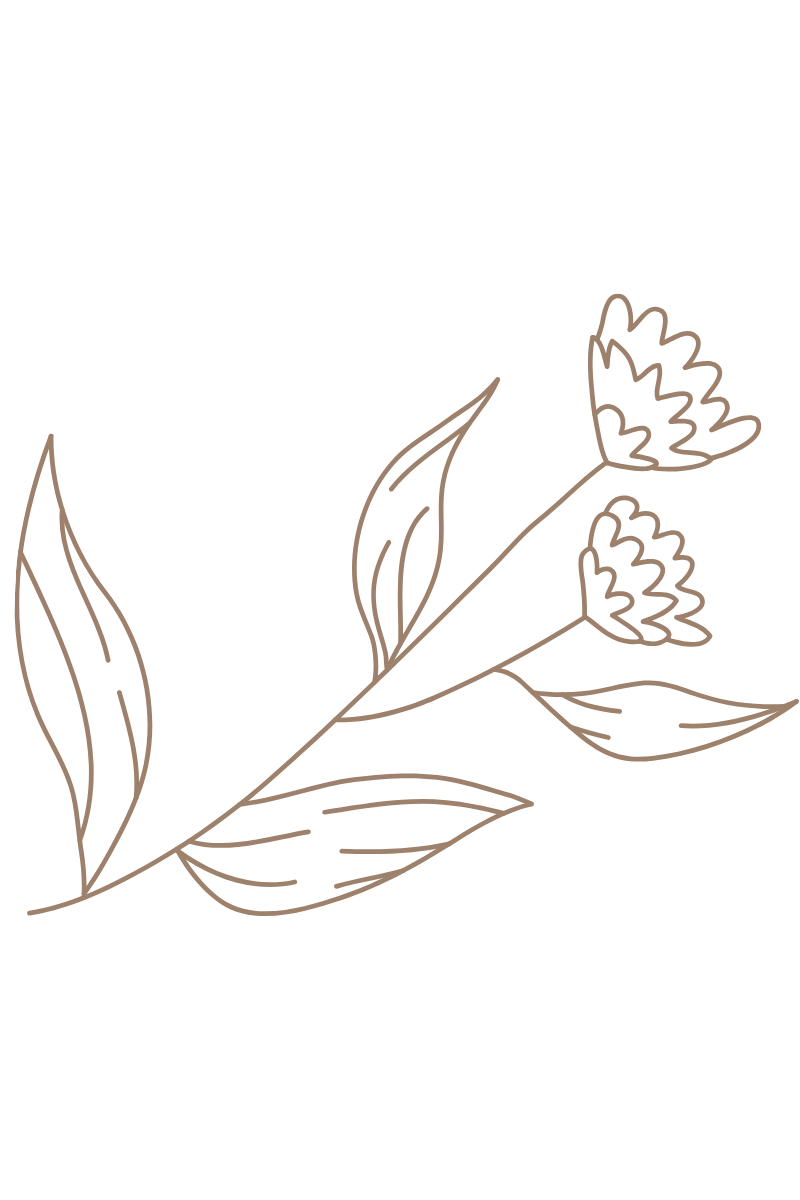 Line drawing of a flowering plant with leaves and two flowers on the stem against a black background.