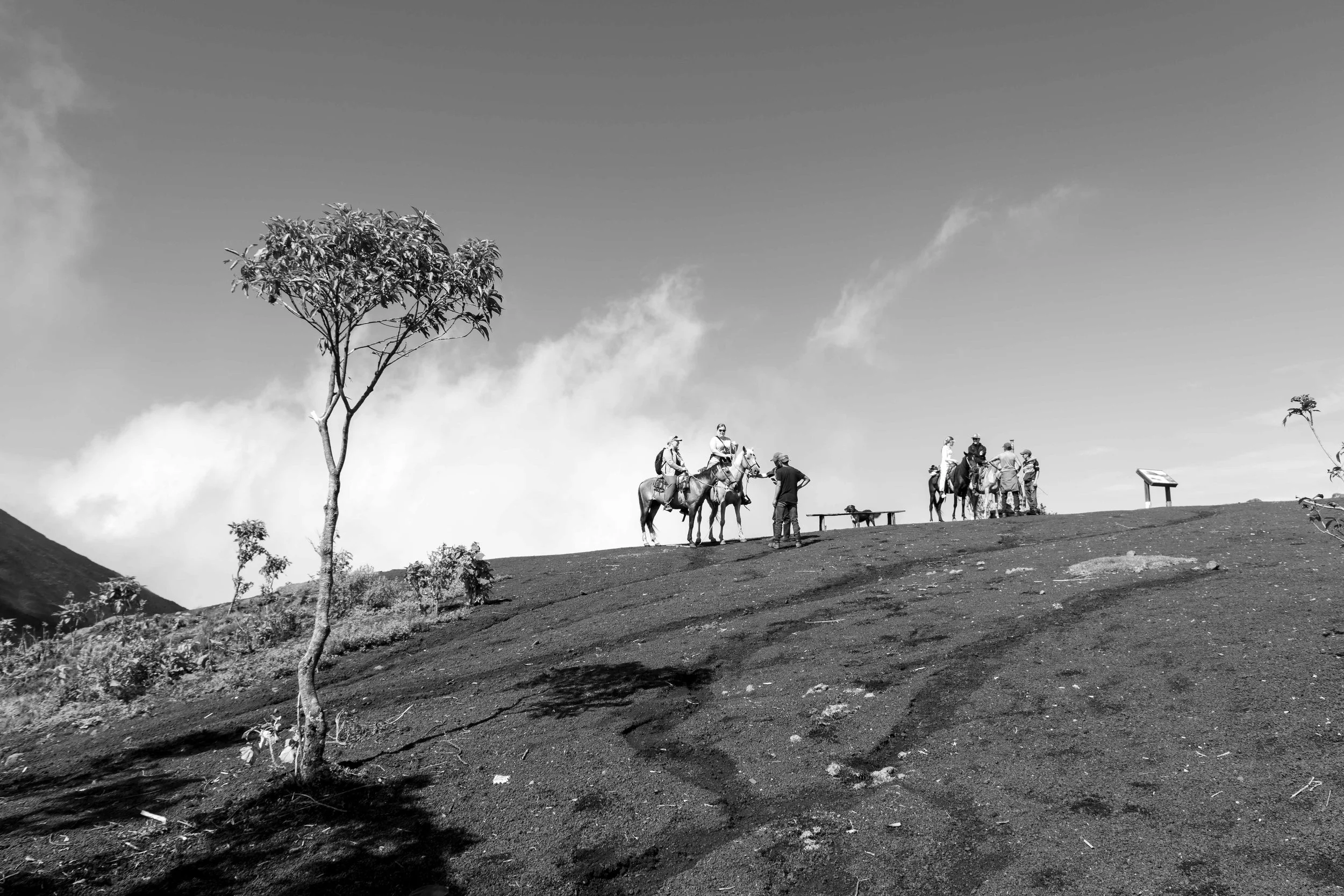 Horses and People.jpg