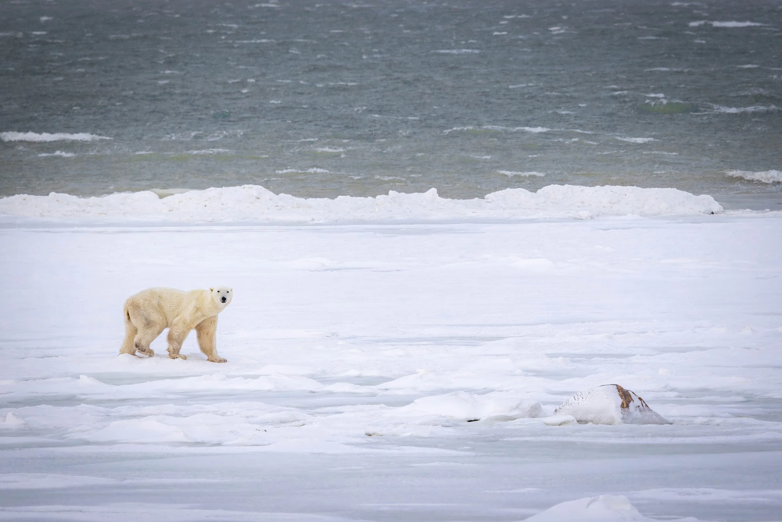 Why is Churchill the Polar Bear Capital of the World?