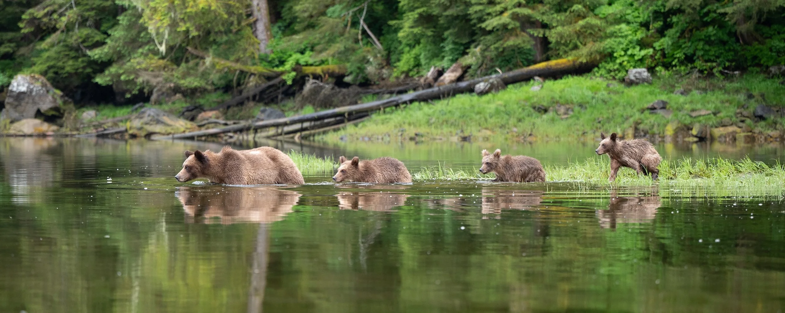 Photography Tips for Grizzly Bears in the Khutzeymateen