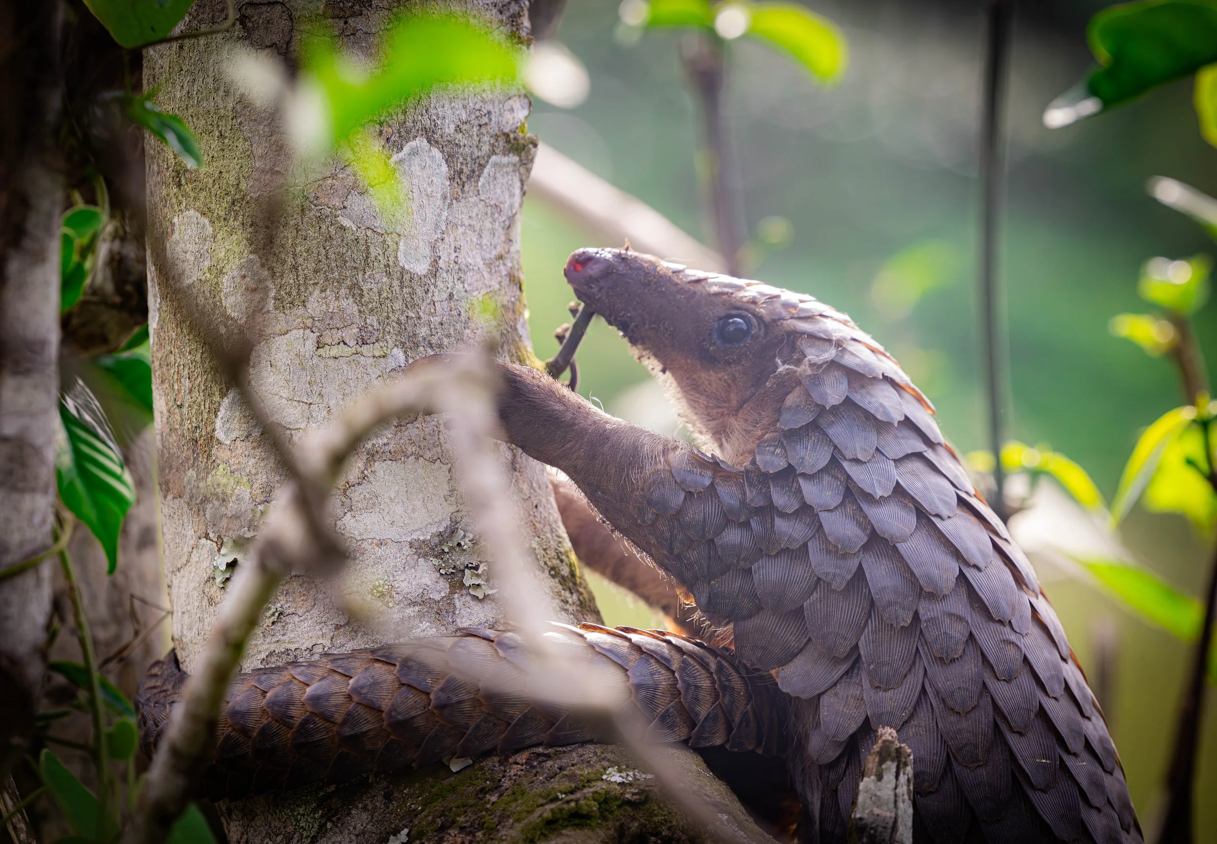 Pangolins of Uganda: Scales, Survival, and the People Fighting for Their Future 