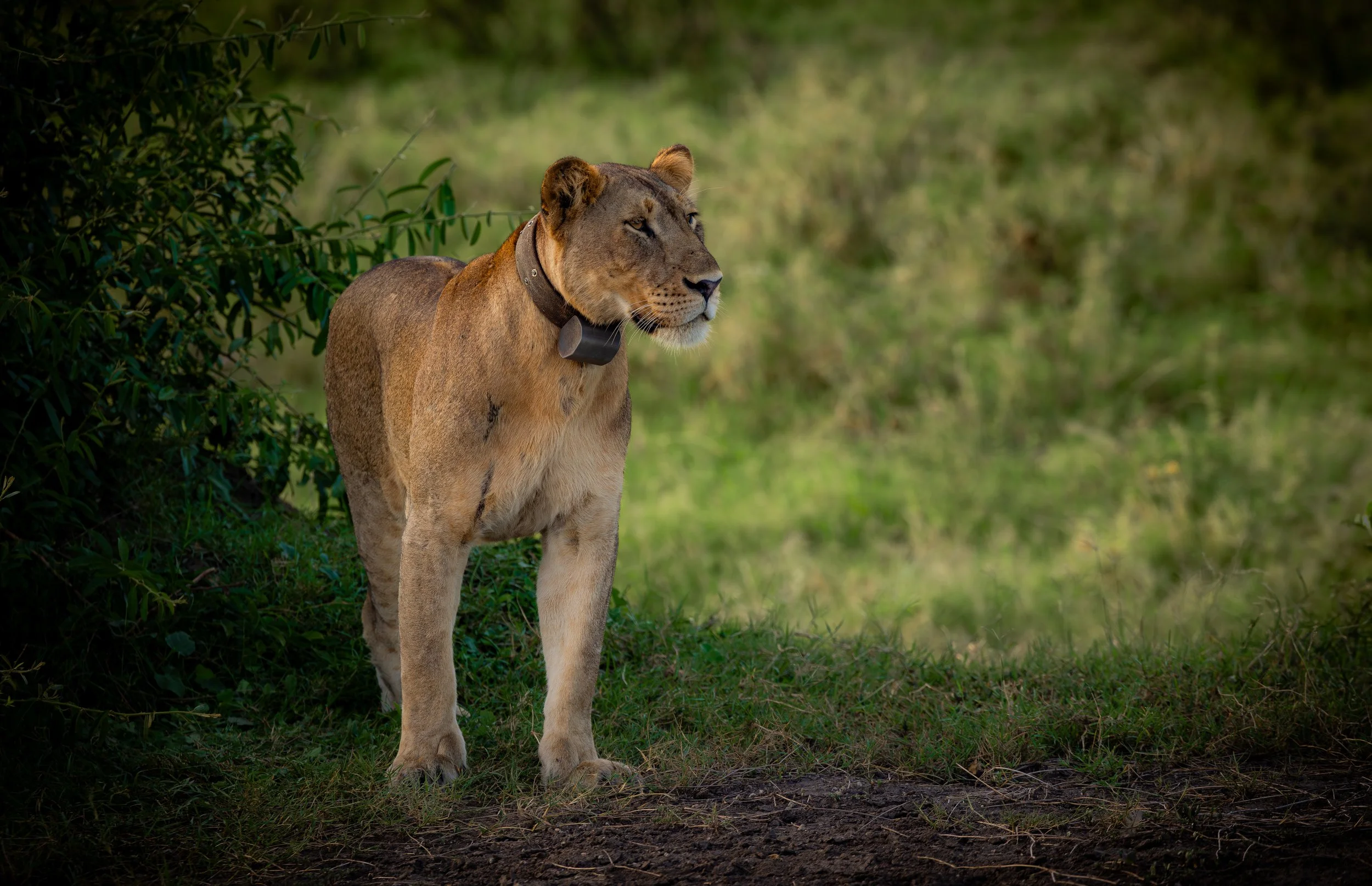 Following the Beep: Cat Tracking and Conservation in Queen Elizabeth National Park