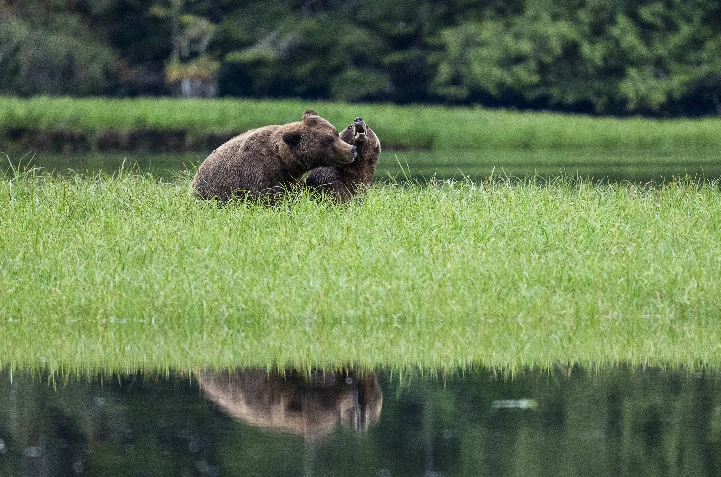Spring Bears: Hunger, Mating, and Life Returning to the Estuary