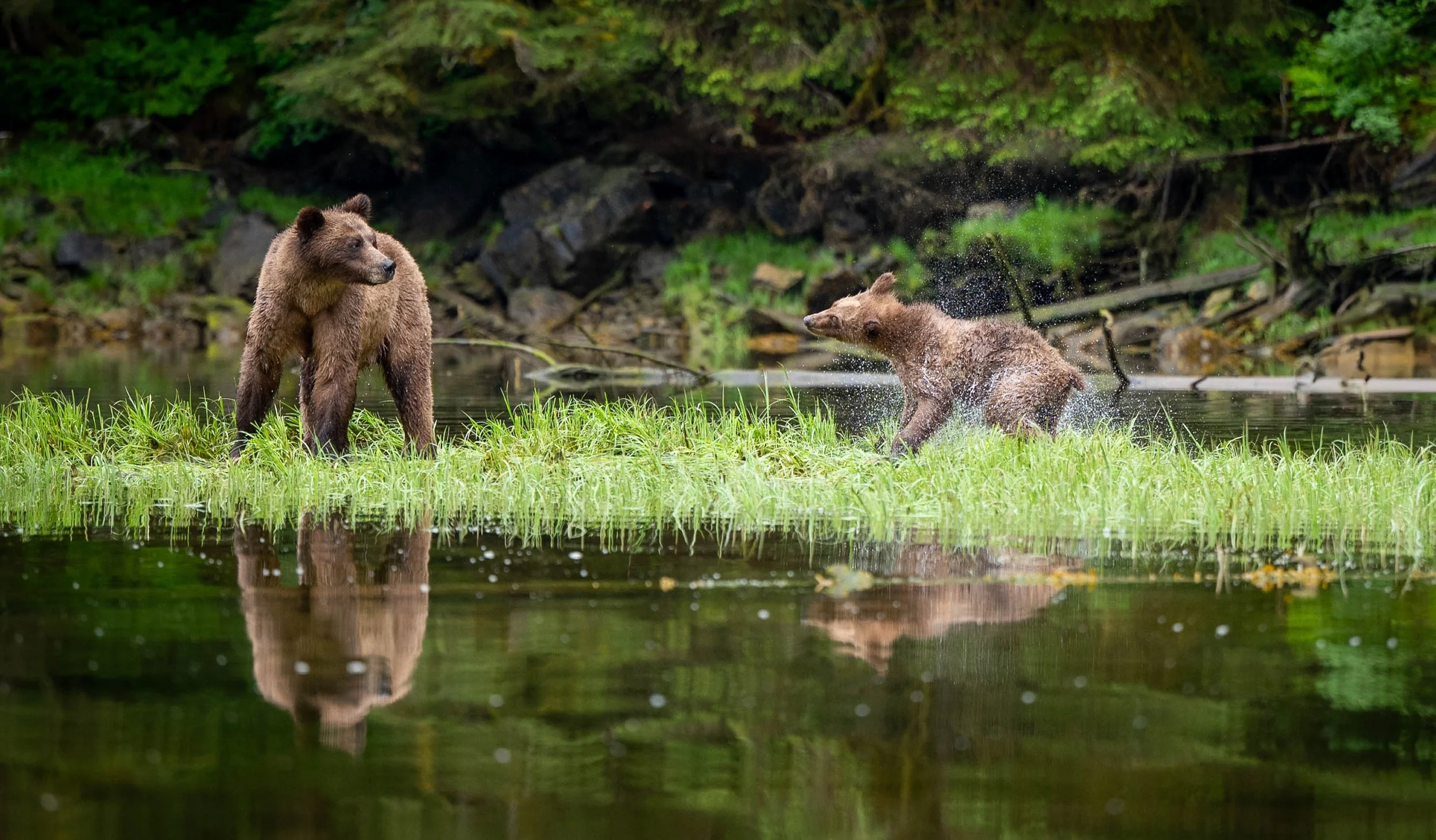 Life Before the First Footprint: Grizzly Bear Reproduction in the Wild