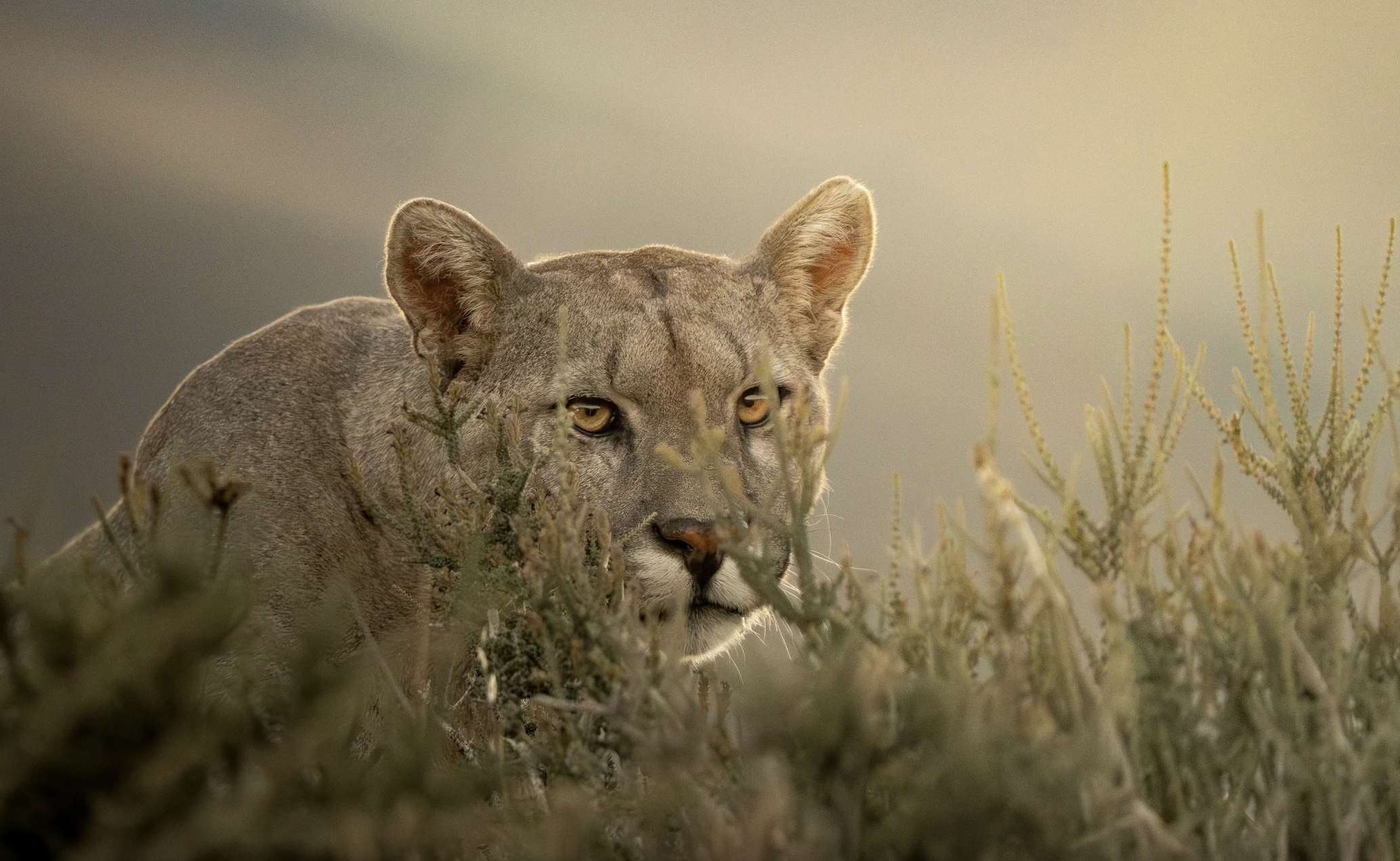 Behind the Scenes in Patagonia: Scouting a New Expedition