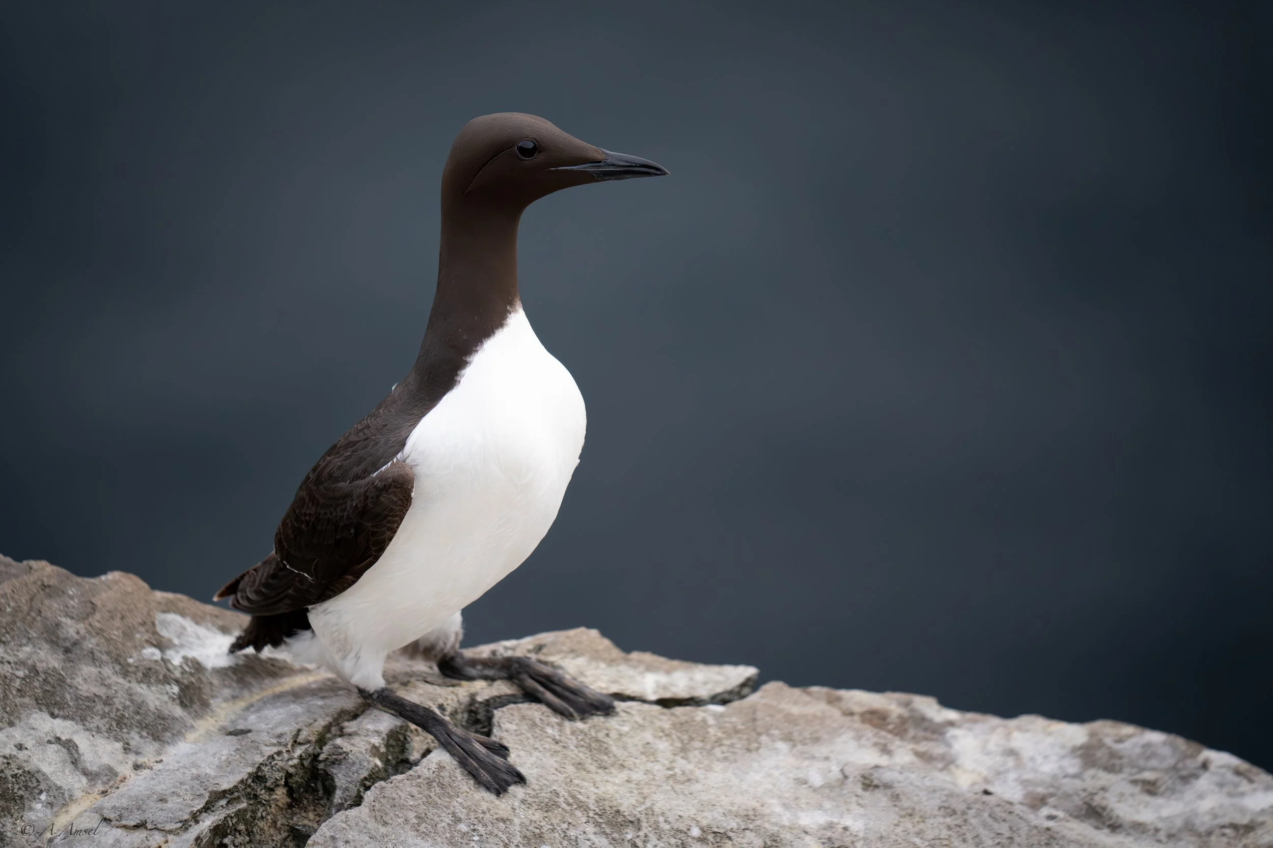 A murre standing on a rocky surface against a dark, blurred background.