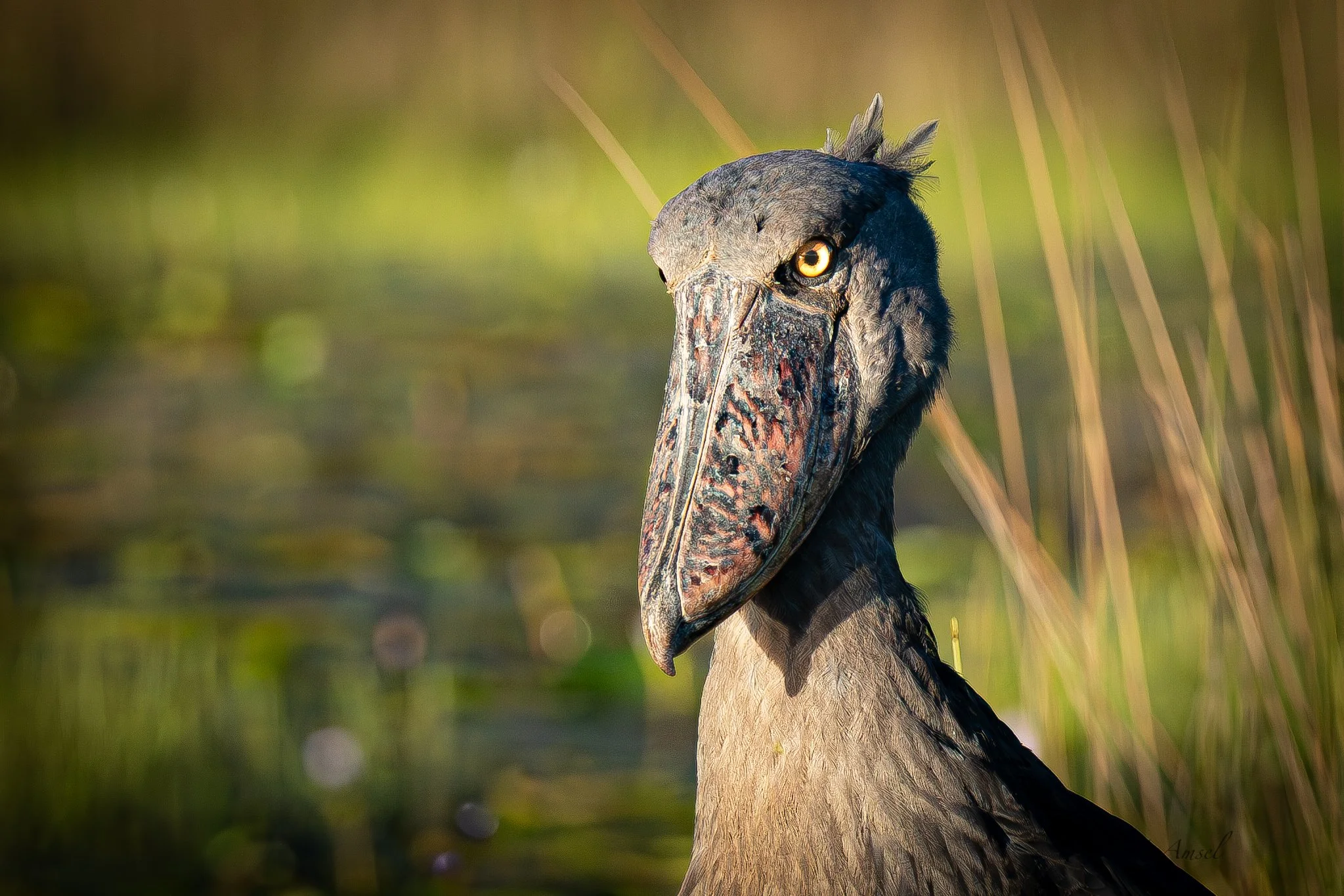The Shoebill Search: Patience, Photography, and Prehistoric Birds