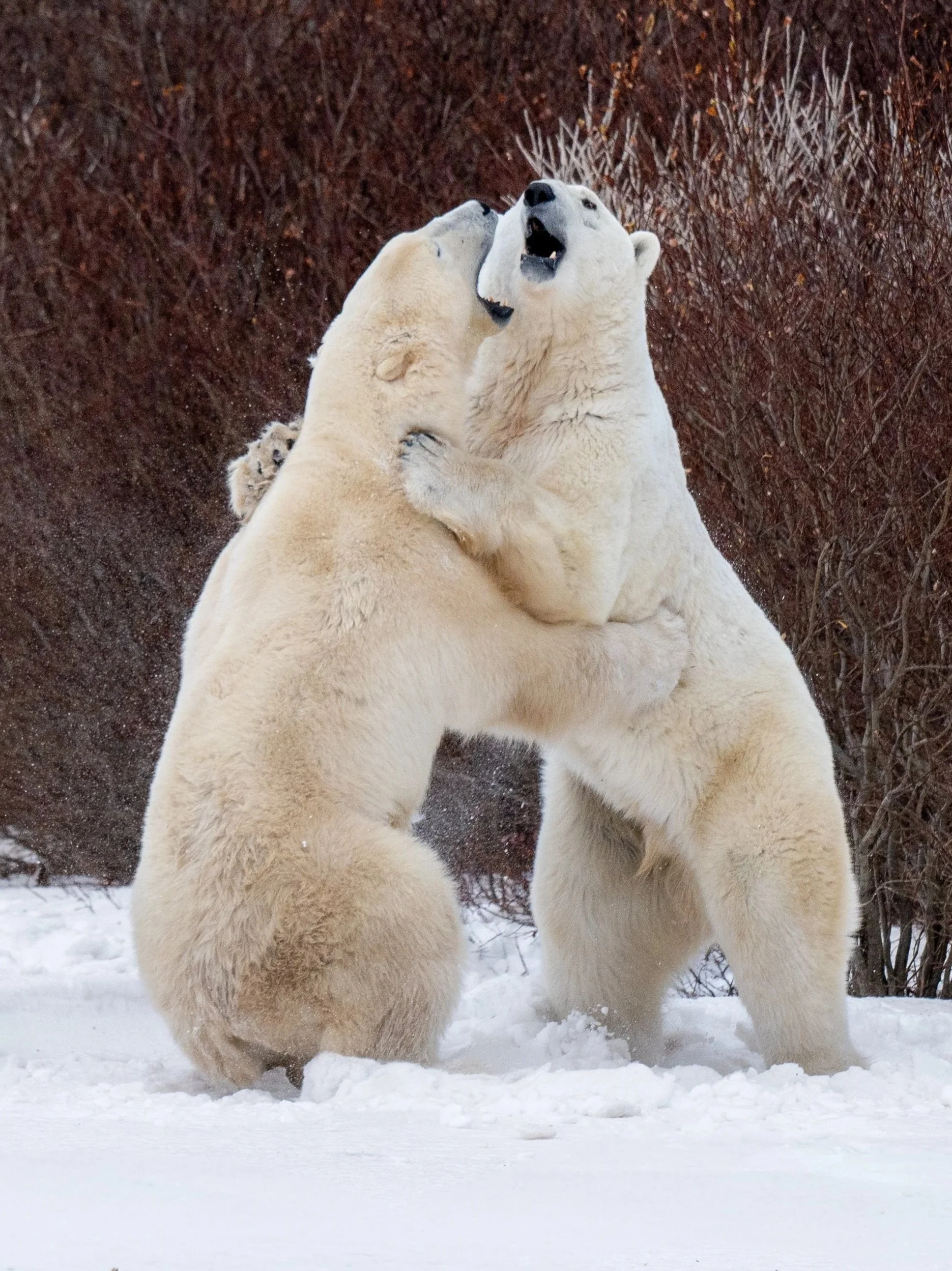 polar bears spar on the tundra of sub arctic canada