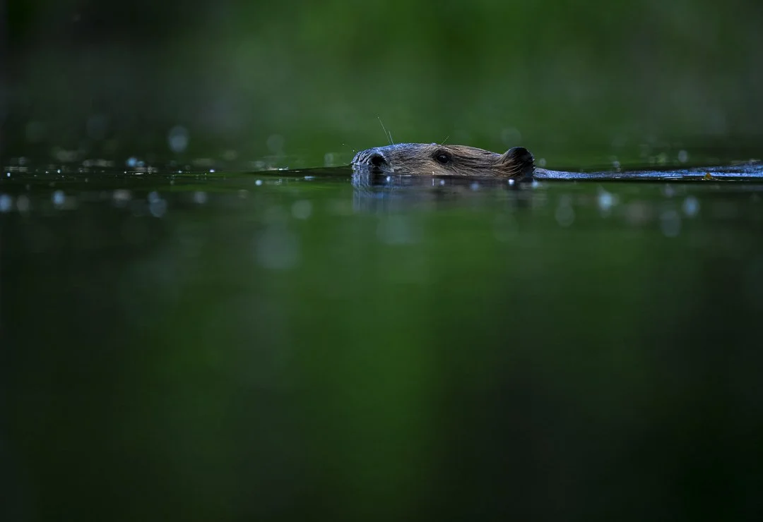 A beaver swimming in a pond with only its head visible above the water.