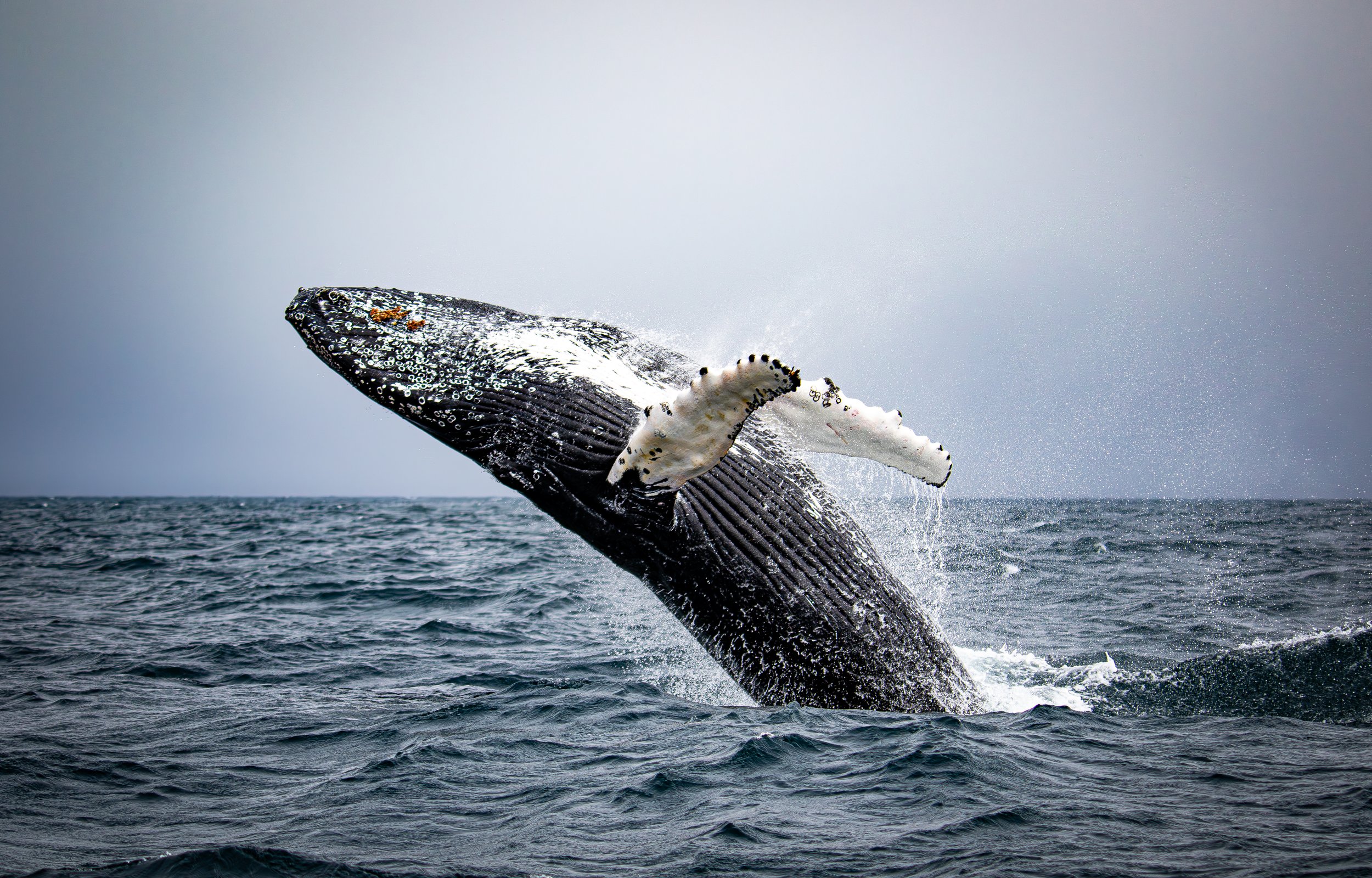A whale breaching the ocean surface with water splashing around.