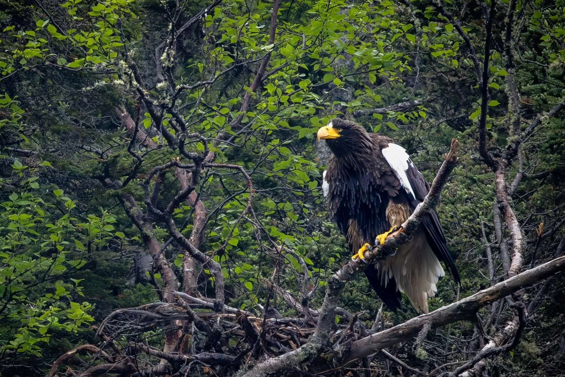 A stellar sea eagle perched on a tree branch in a dense green forest.