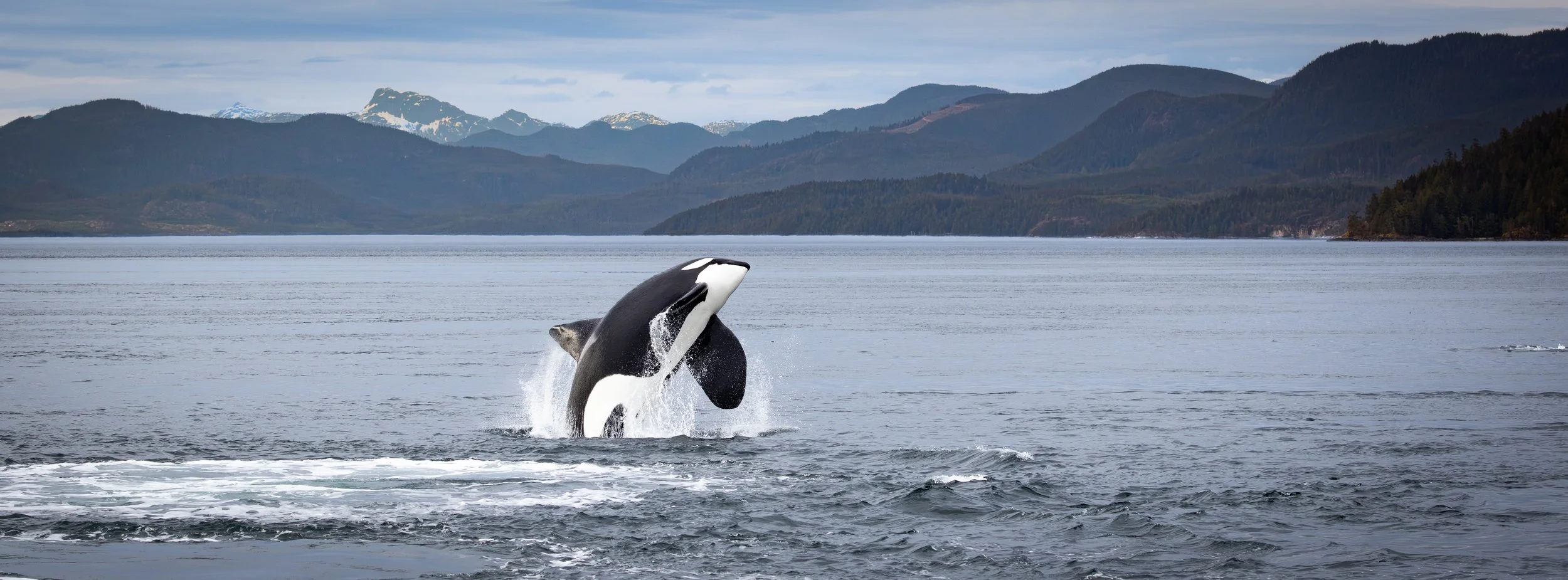 orca whale breaches through the ocean