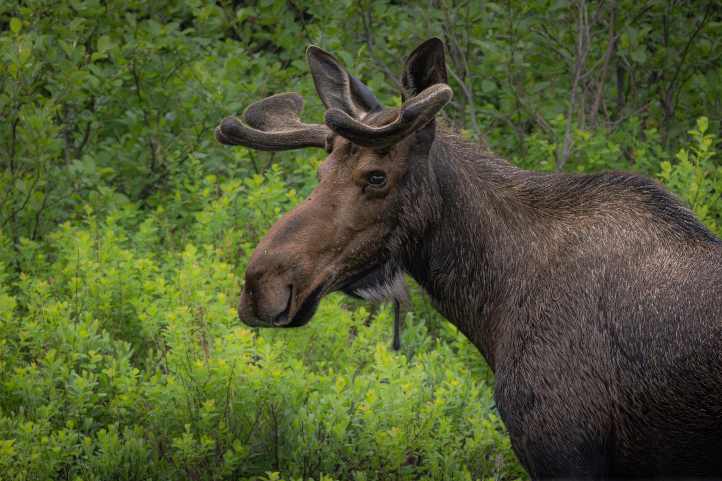 A close-up of a moose with velvet-covered antlers in a green forest.