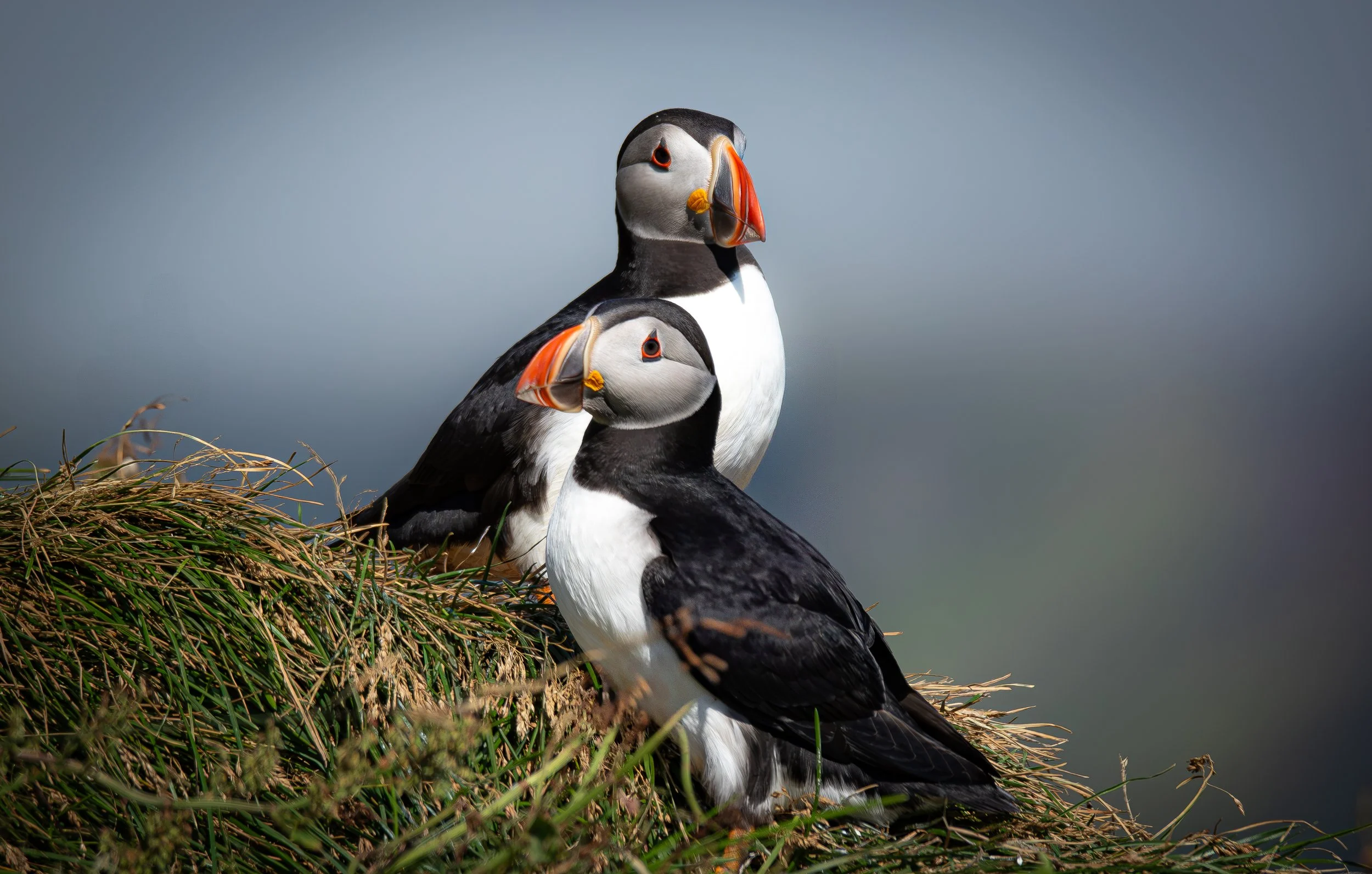 Two puffin birds on a grassy nest with a clear, slightly cloudy sky in the background.