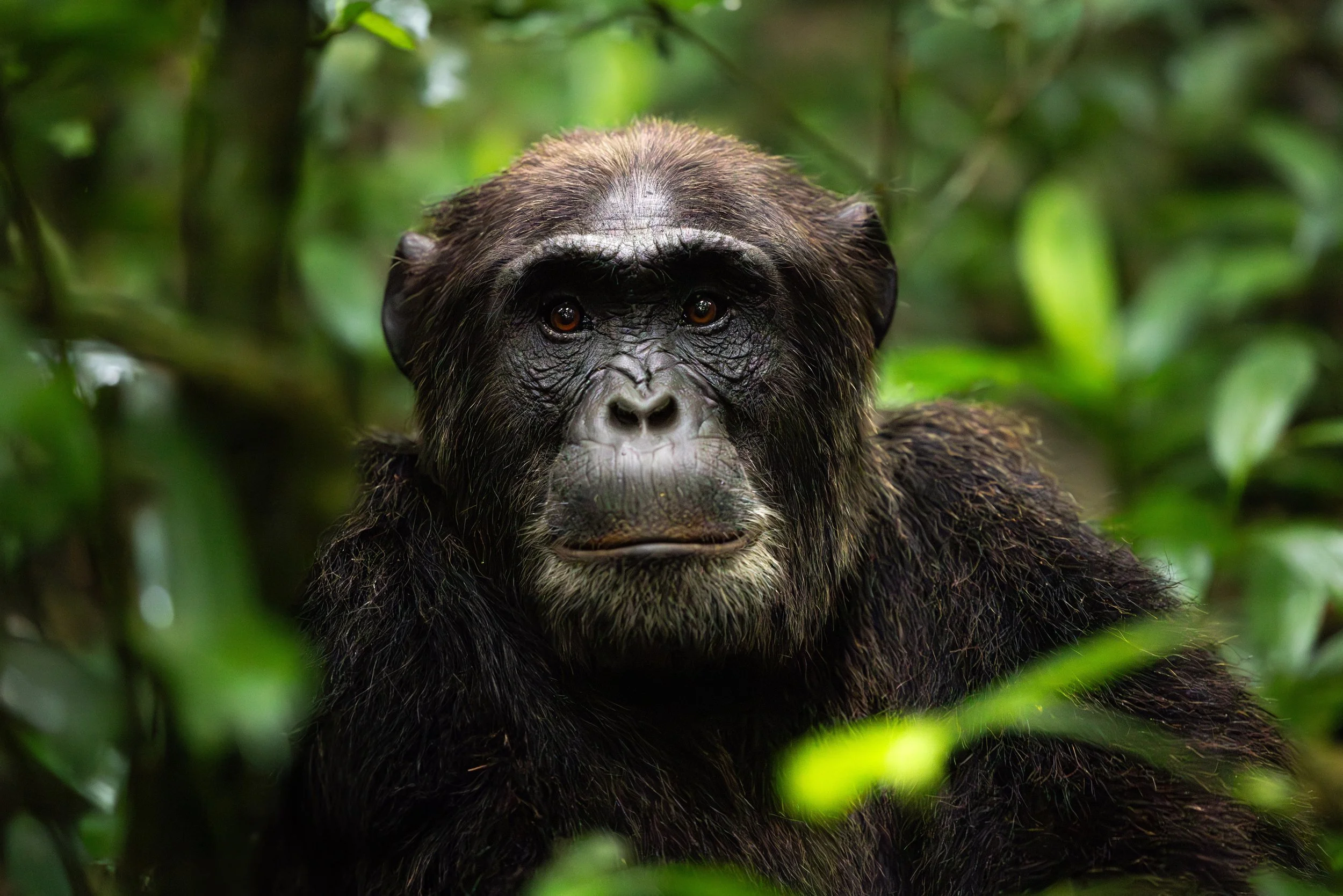 chimpanzee in the jungles of Uganda