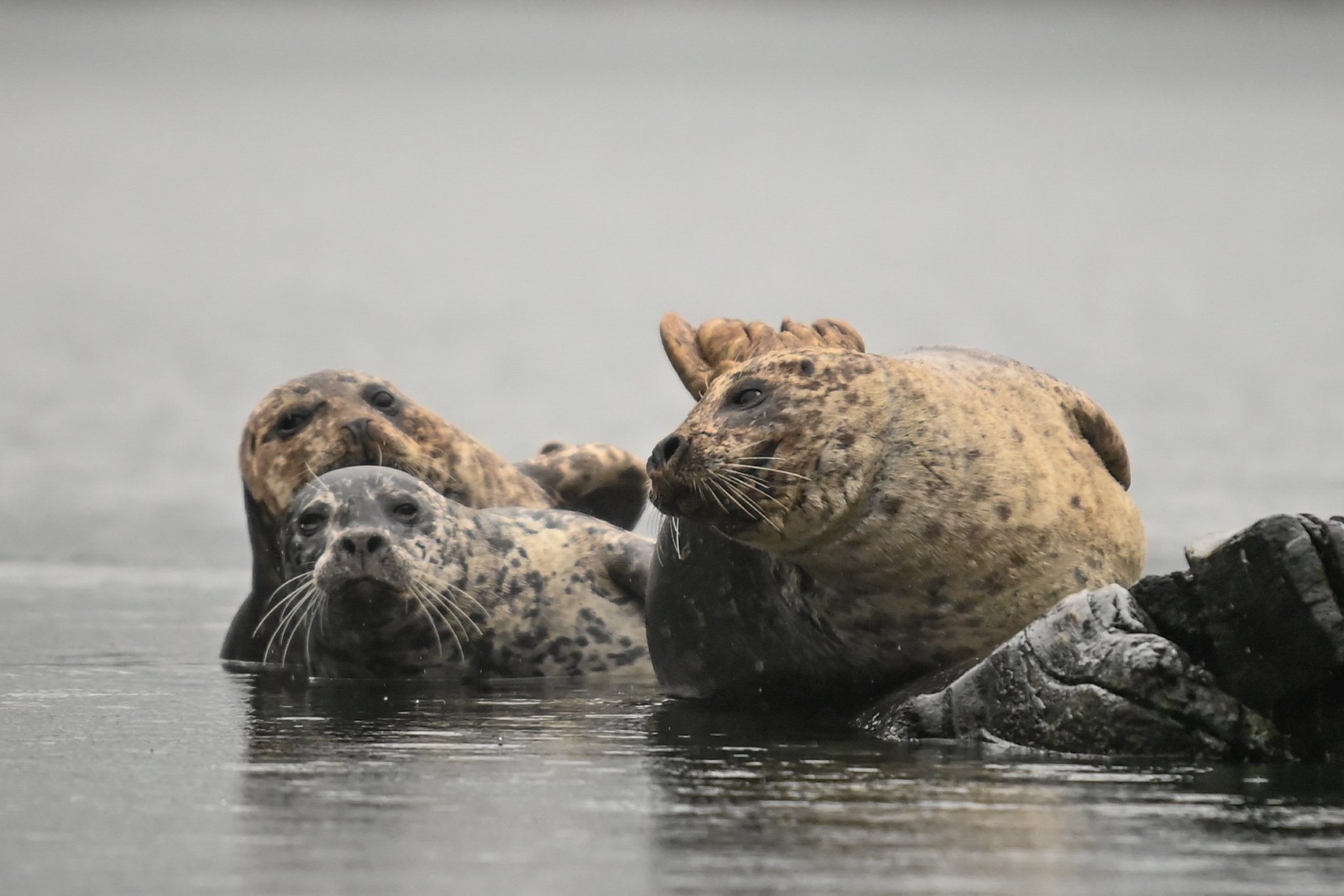 Shared from Lightroom mobile copy.jpg