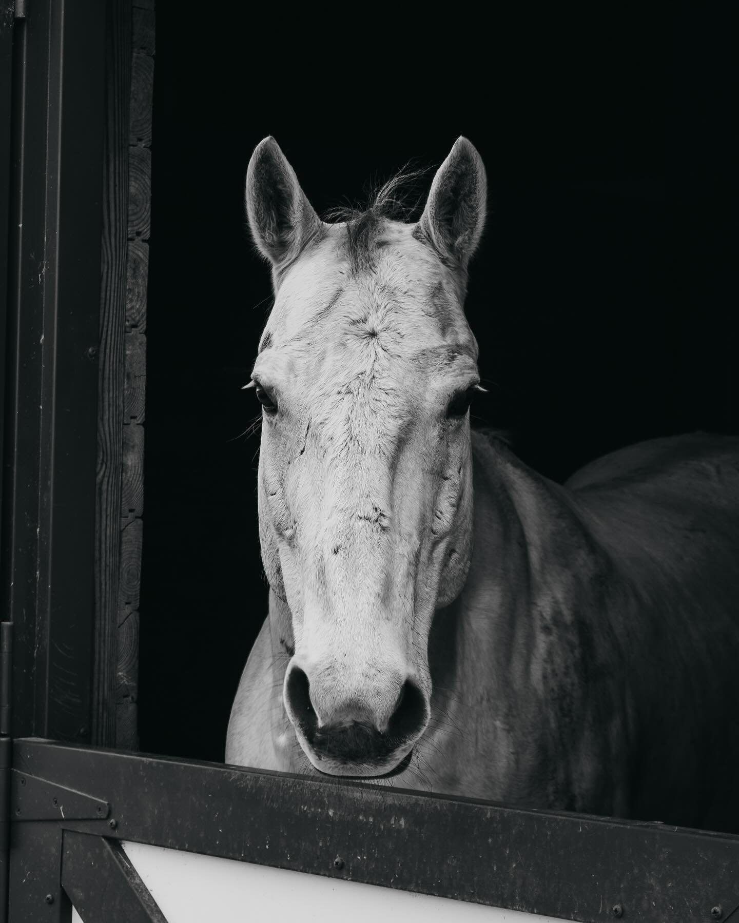“Don’t you think every face tells its own story? Like a book? More like a poem. If you study it long enough, you’ll soon find its meaning.” -Gail Tsukiyama
#horse #horsephotographer #blackandwhitephotography #blackandwhitehor