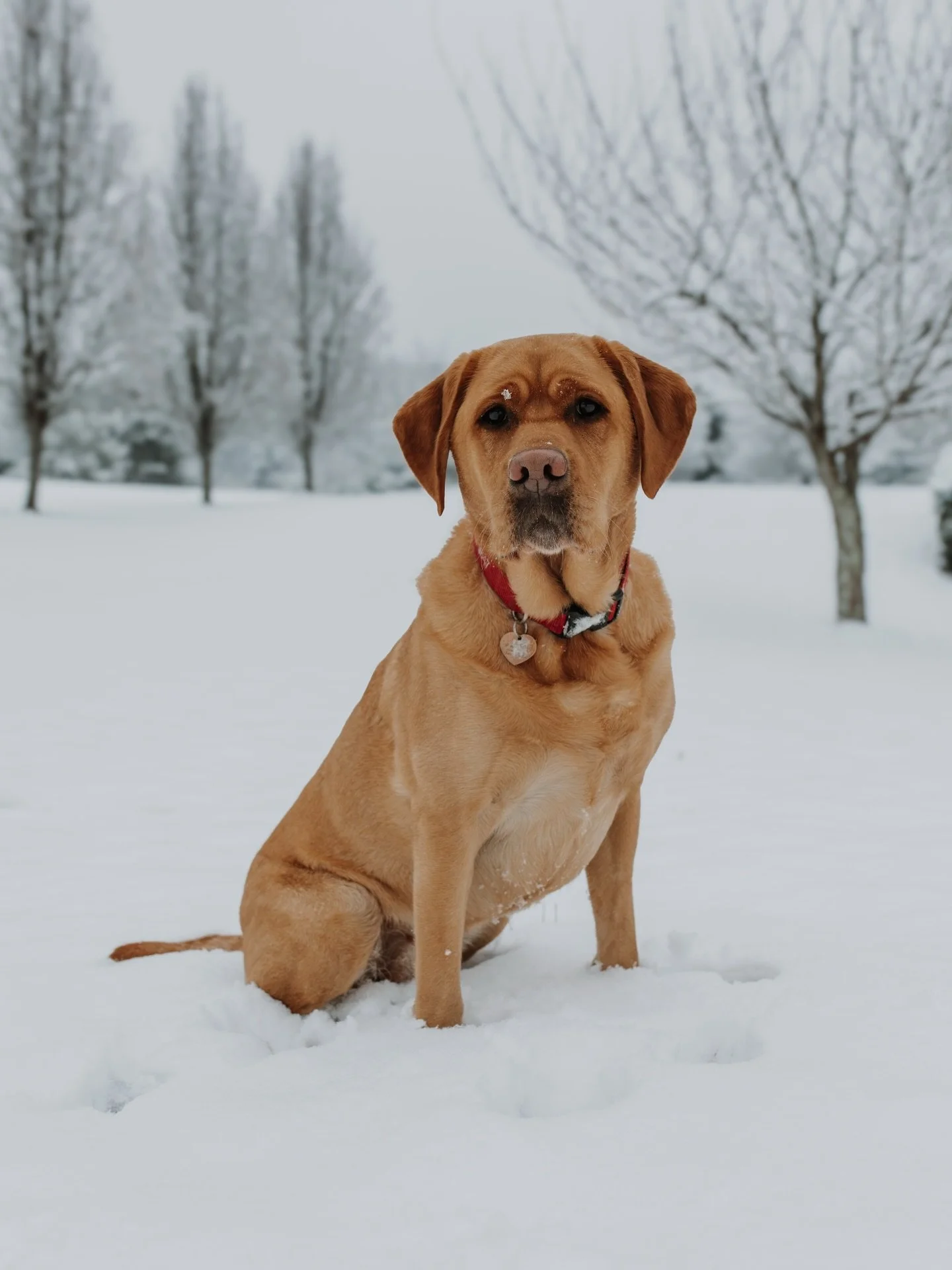 Snow day!! Swipe to see how much Poppy loves her ball and the snow. 

#snowdayanimals #doginthesnow🐶❄️ #dogsandballs #snowphotography❄️ #dogmodel