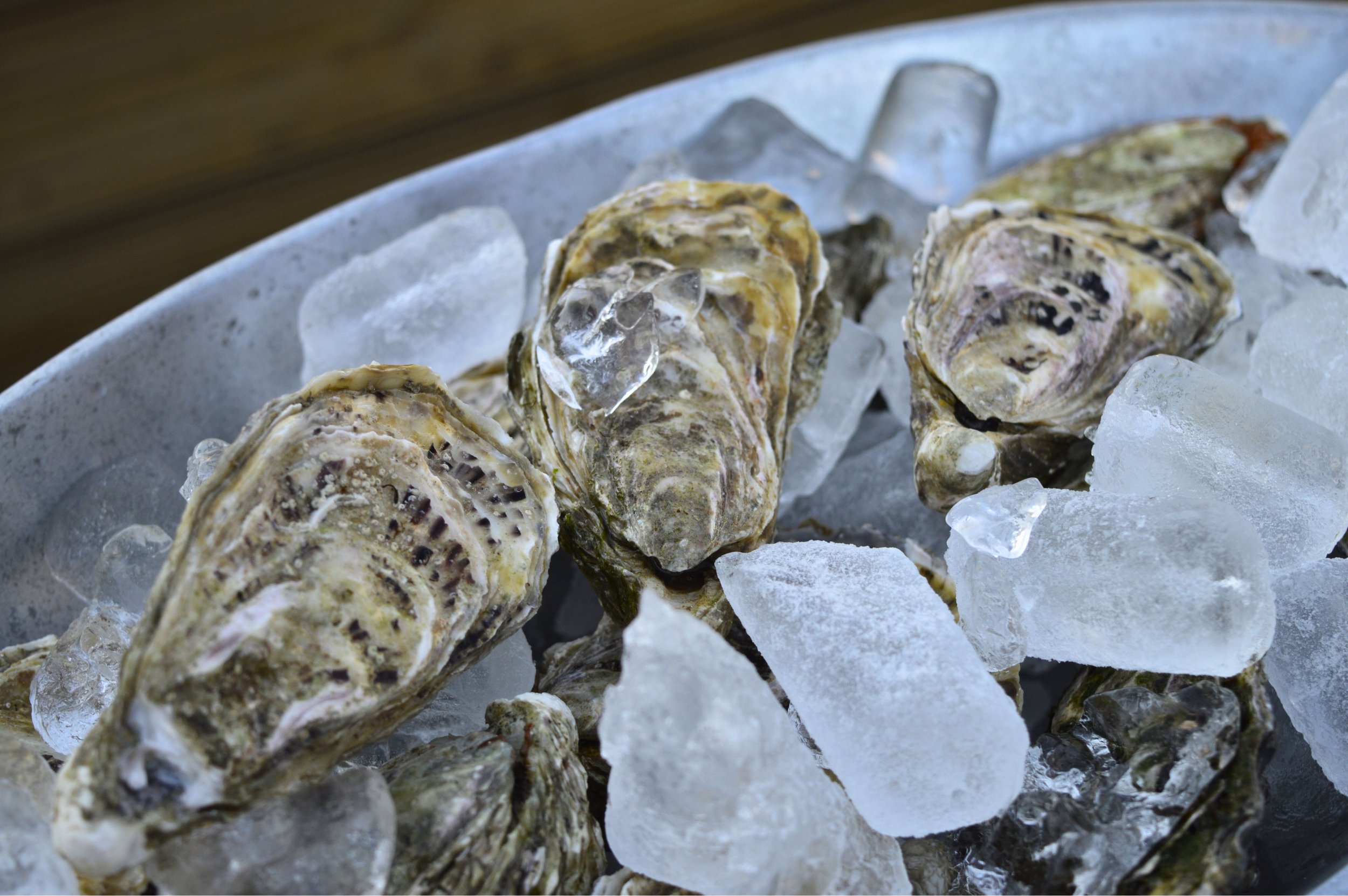 Oysters (3).jpg