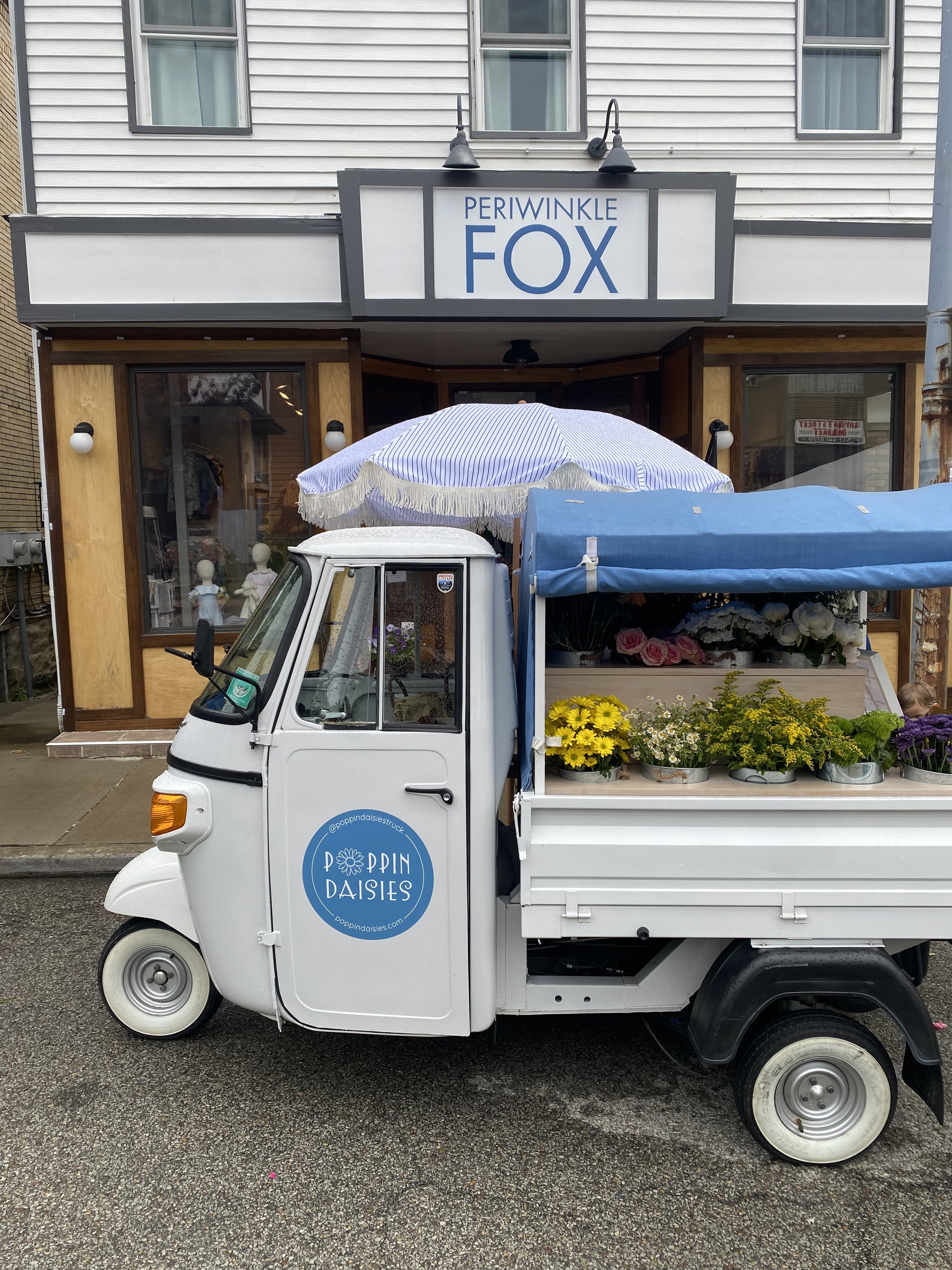 Periwinkle Fox