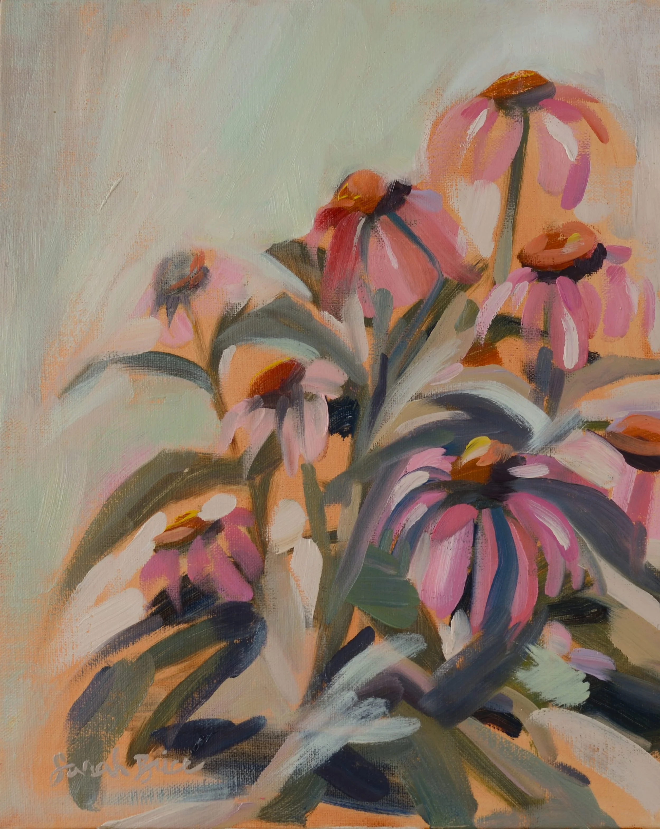 Echinacea