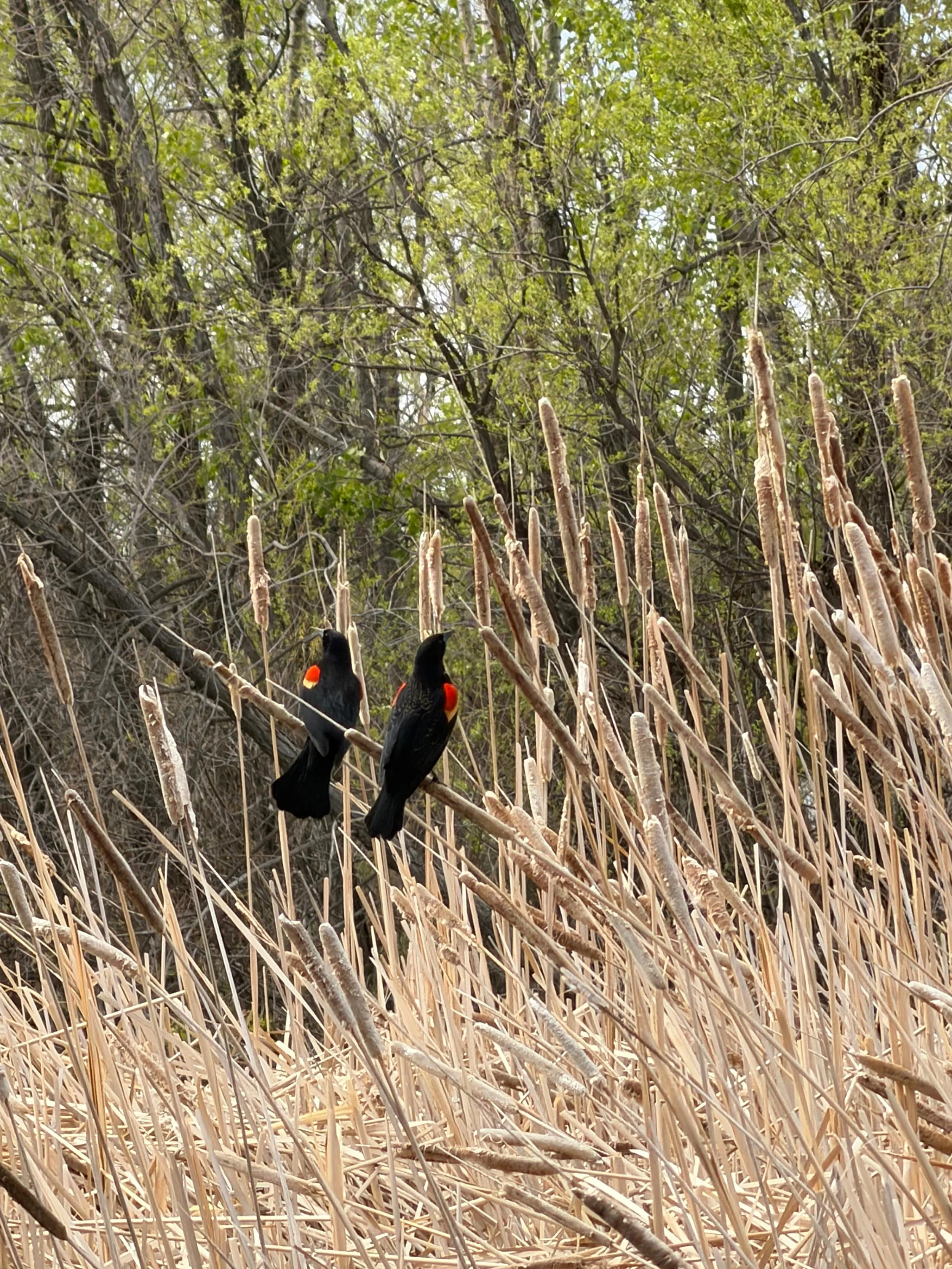 birds.jpg